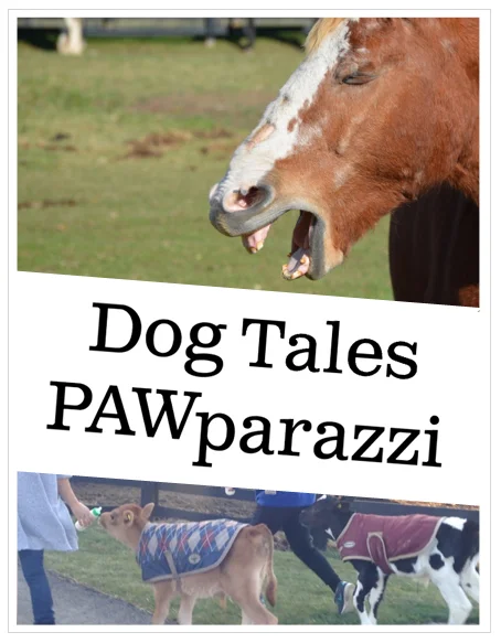 pawparazzi header new.jpg
