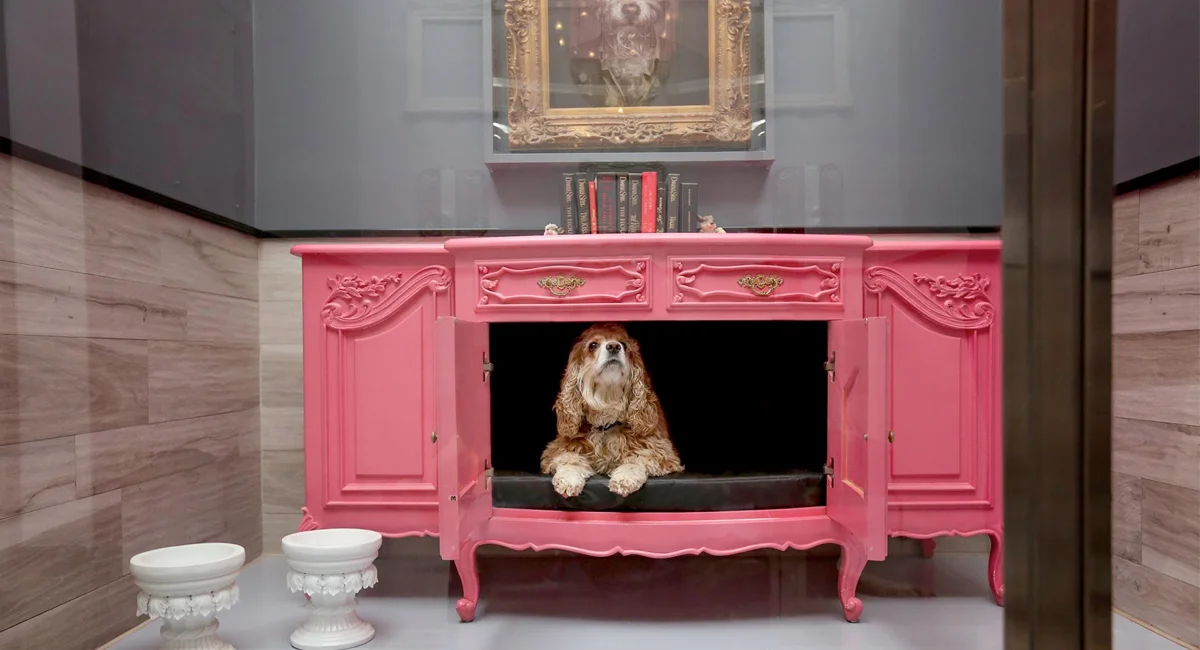 scottie puppies for sale near me