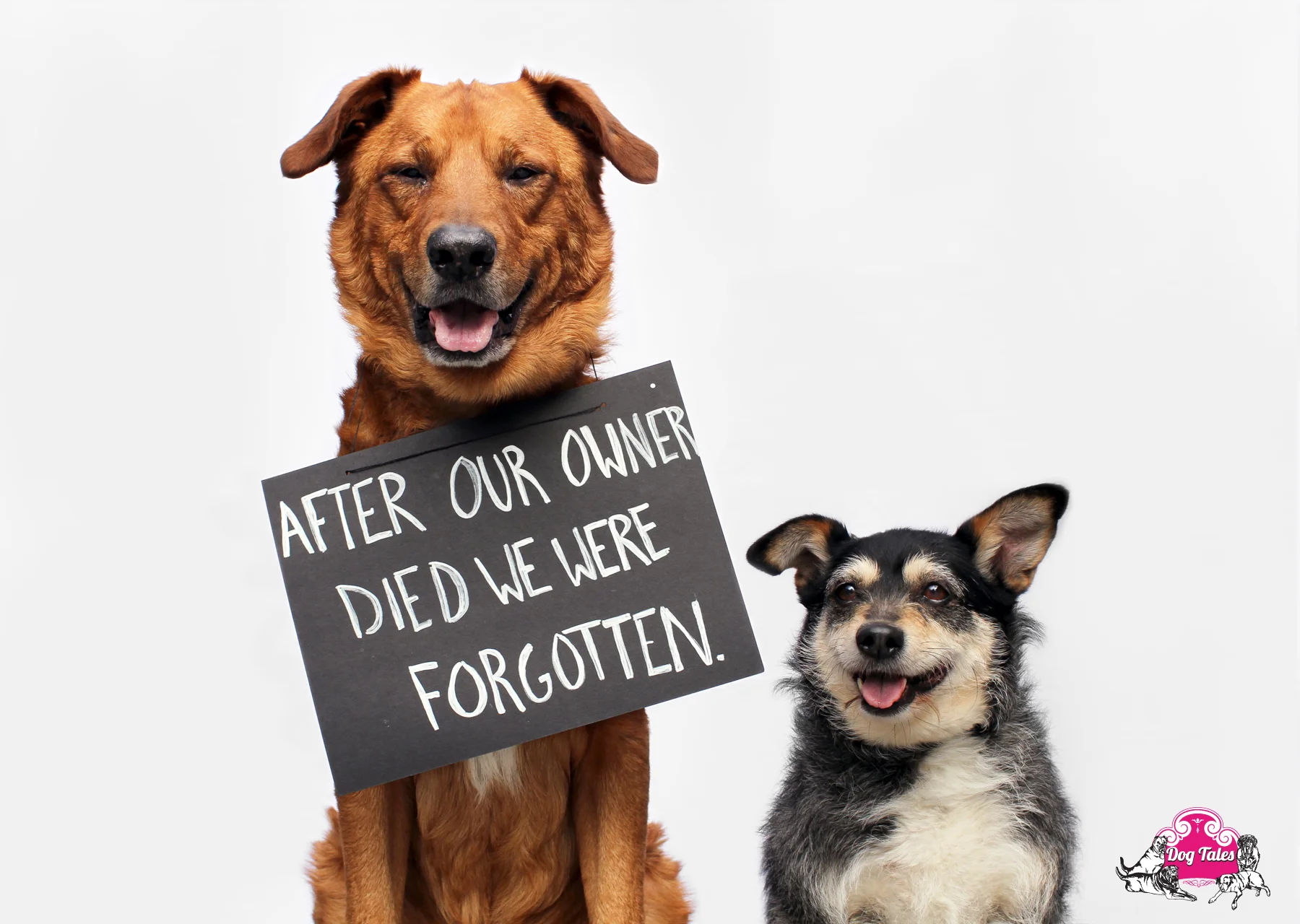 Tom - 9 y/o Lab mix & Milka - 12 y/o Terrier mix.