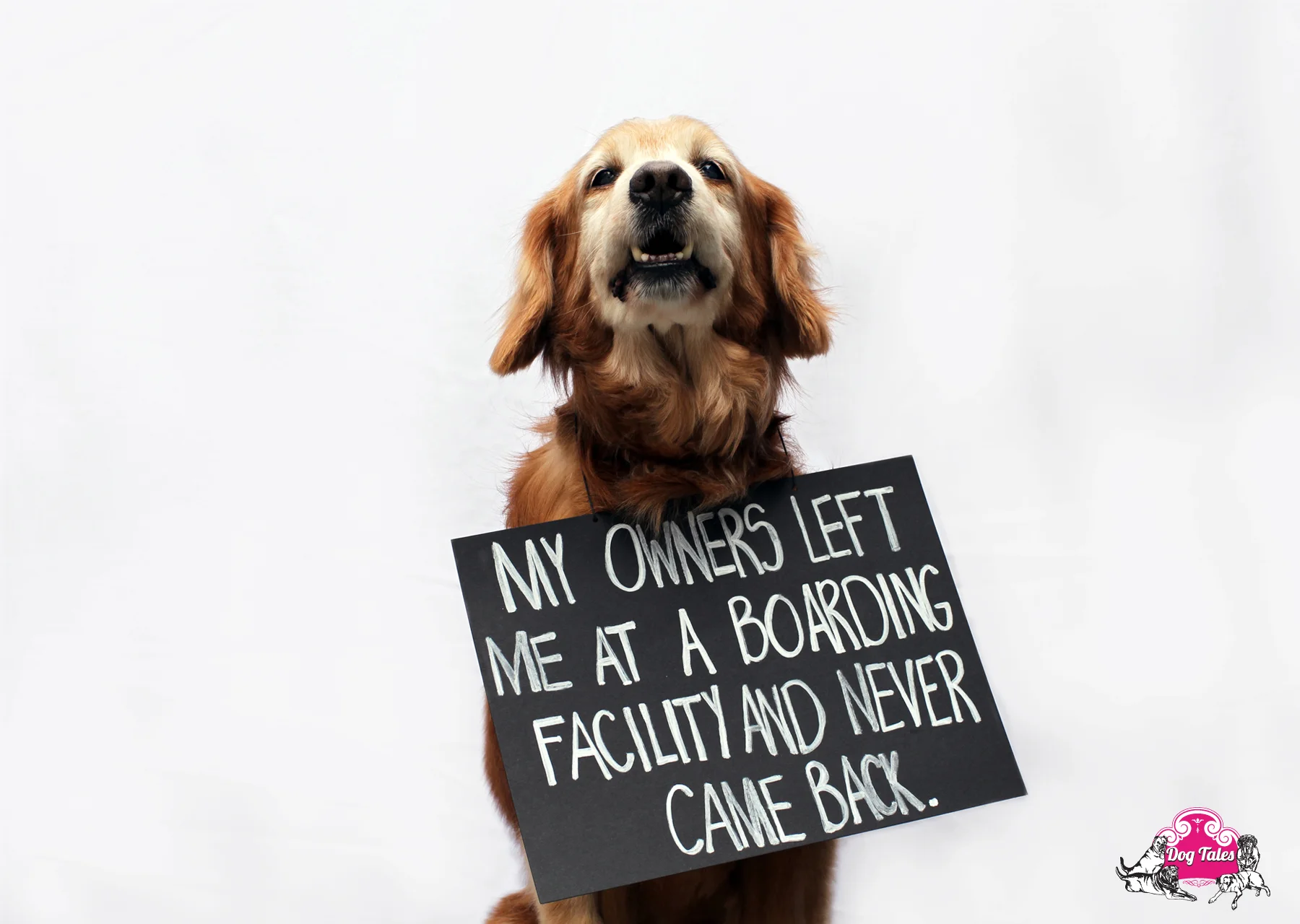 Simba - 8 y/o Golden Retriever x Cocker Spaniel mix.