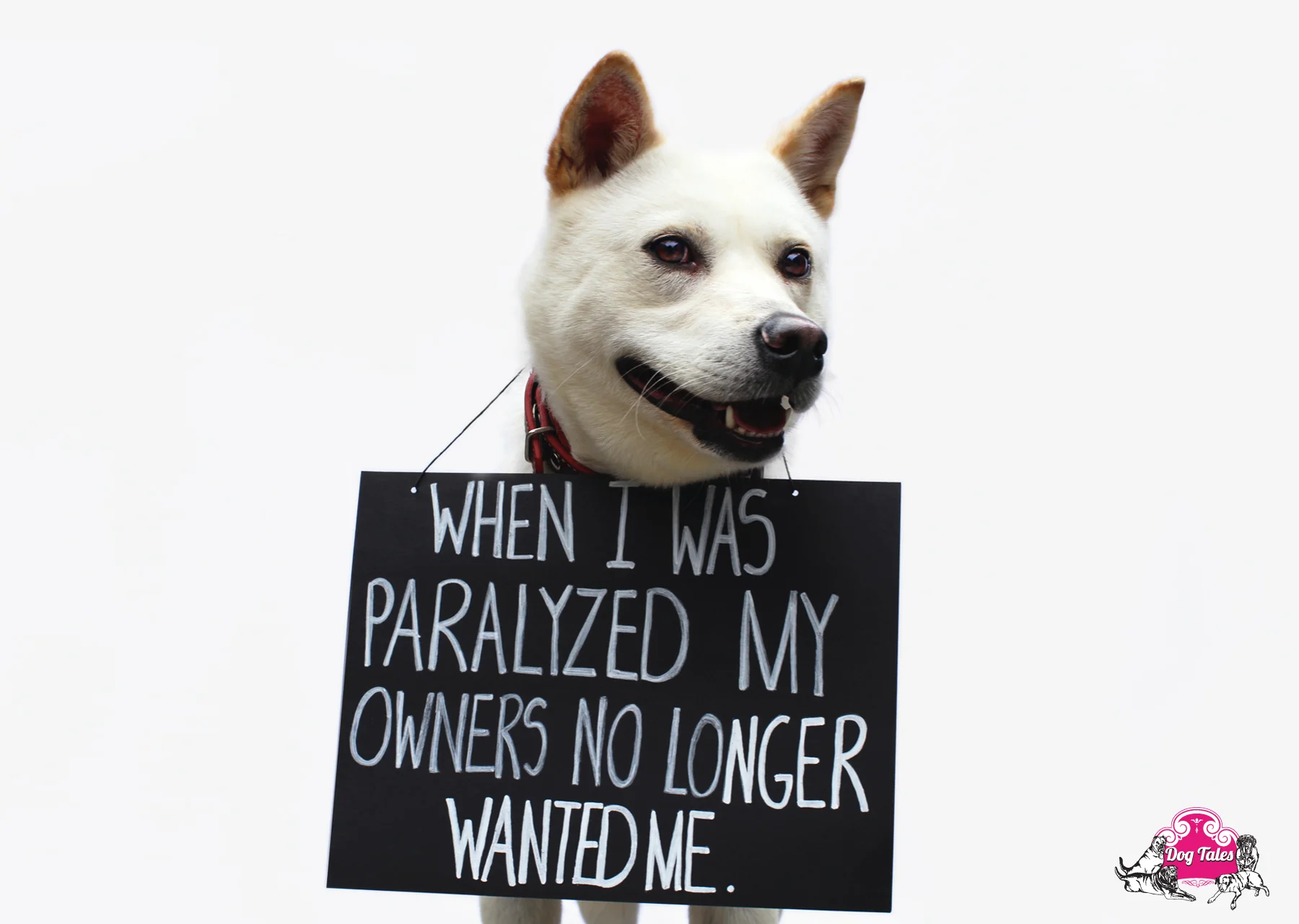 Elsa - 1 y/o Jindo mix.