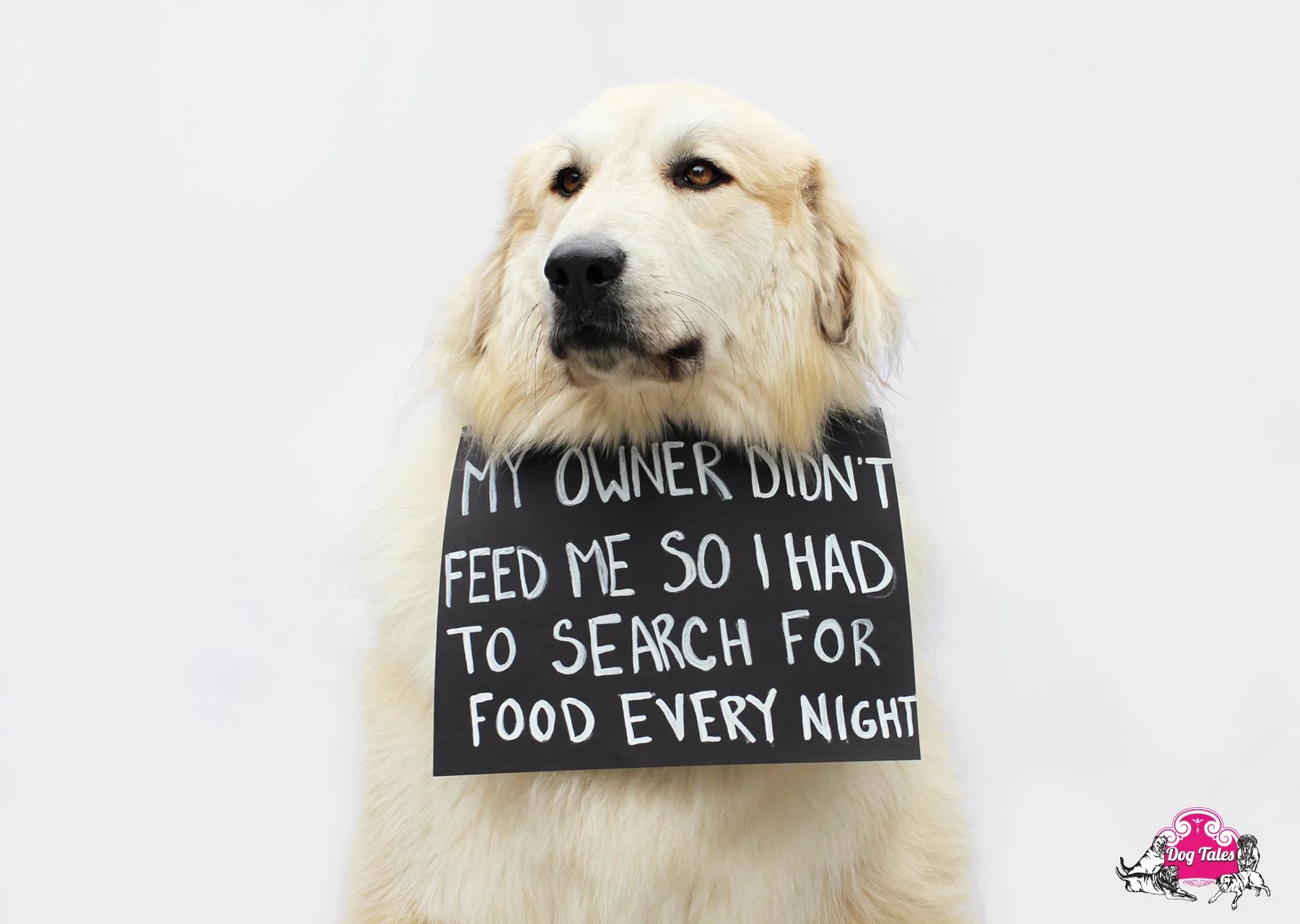 Betty - 5 y/o Great Pyrenees mix.