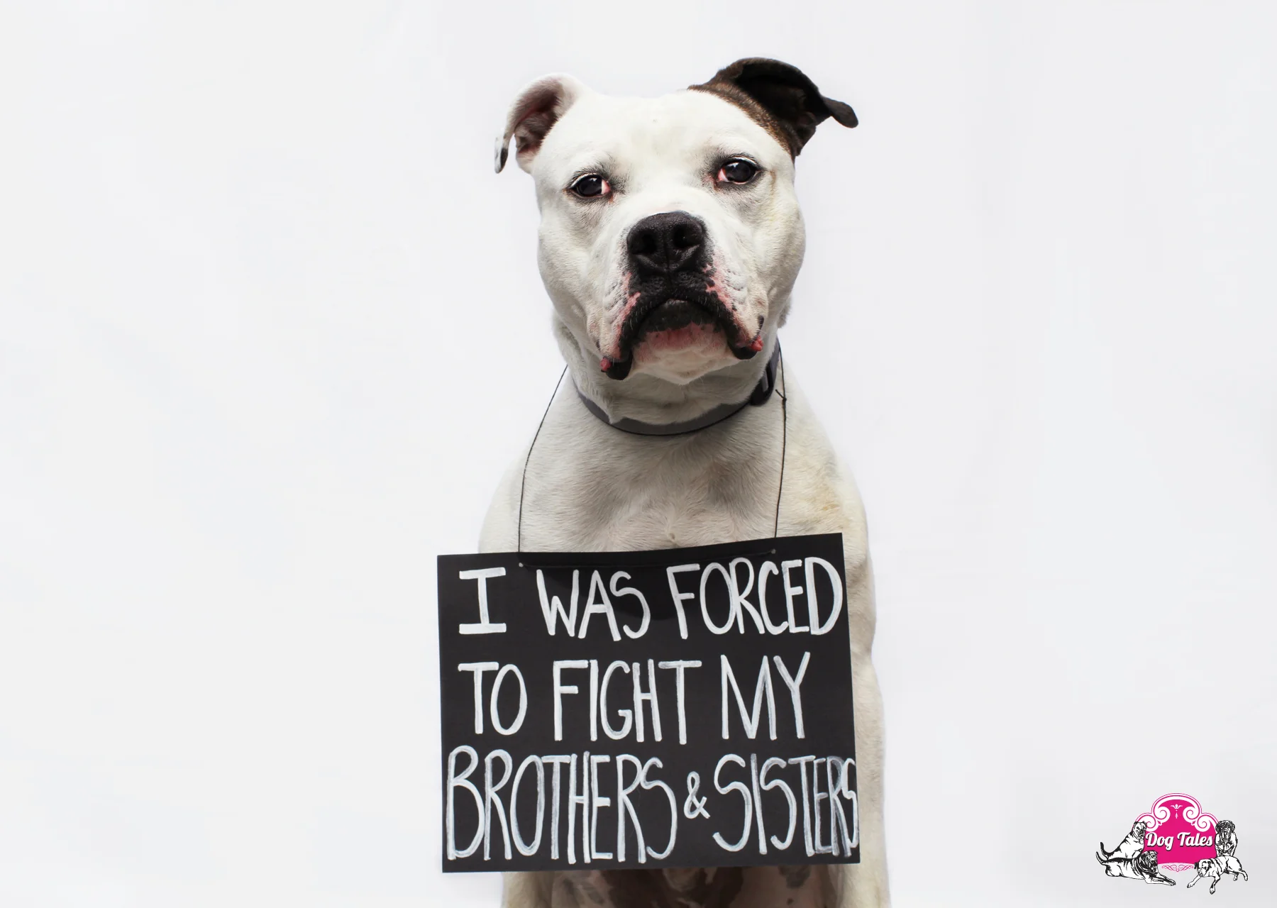 Max - 3 y/o American Bulldog