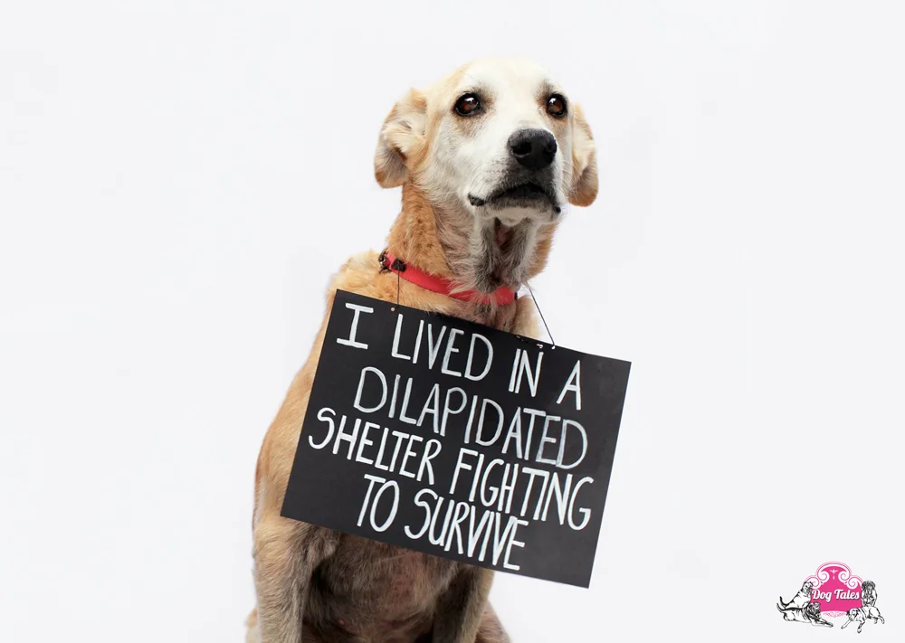 Hope - 9 y/o Lab mix.