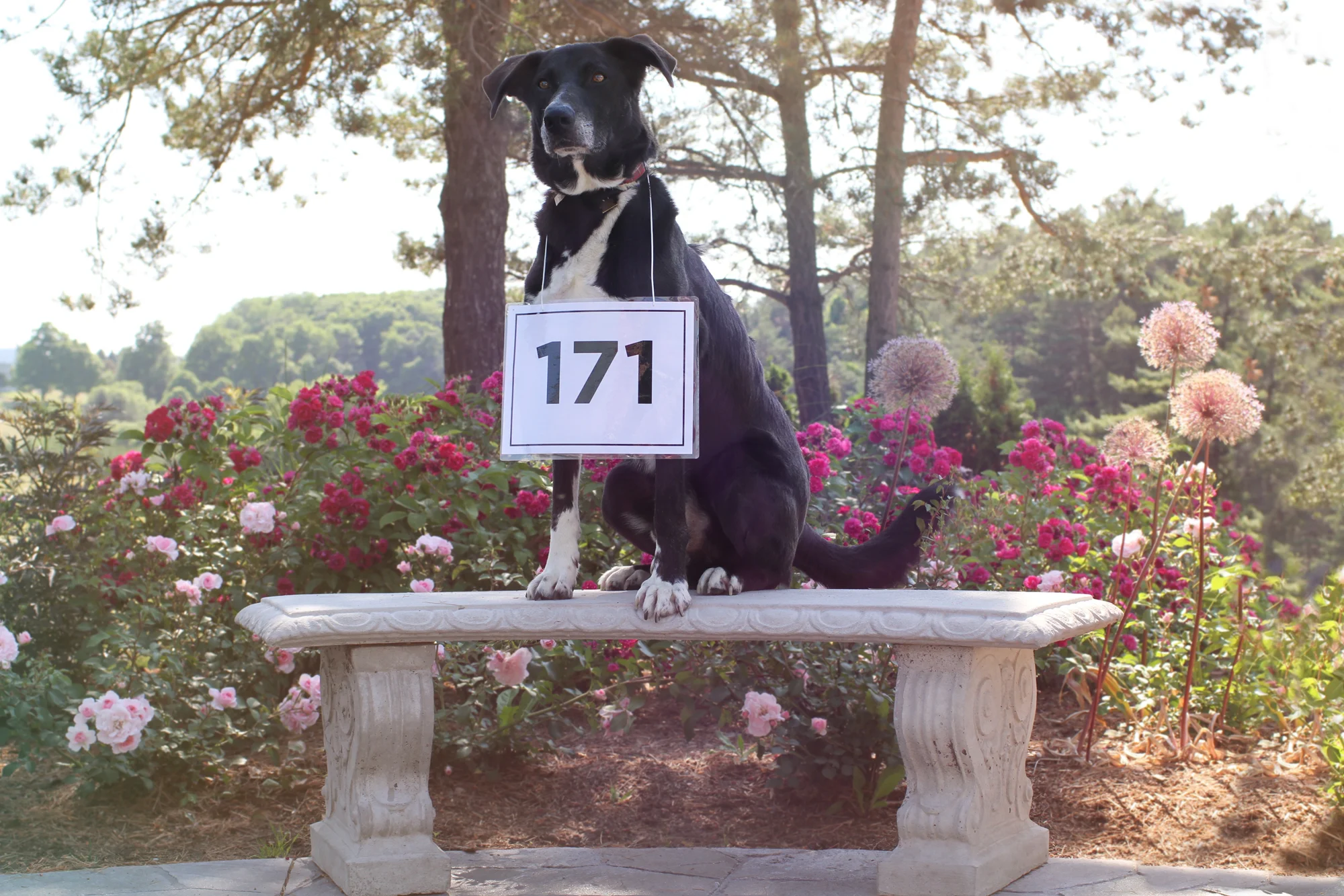 Jester - 171 days waiting.