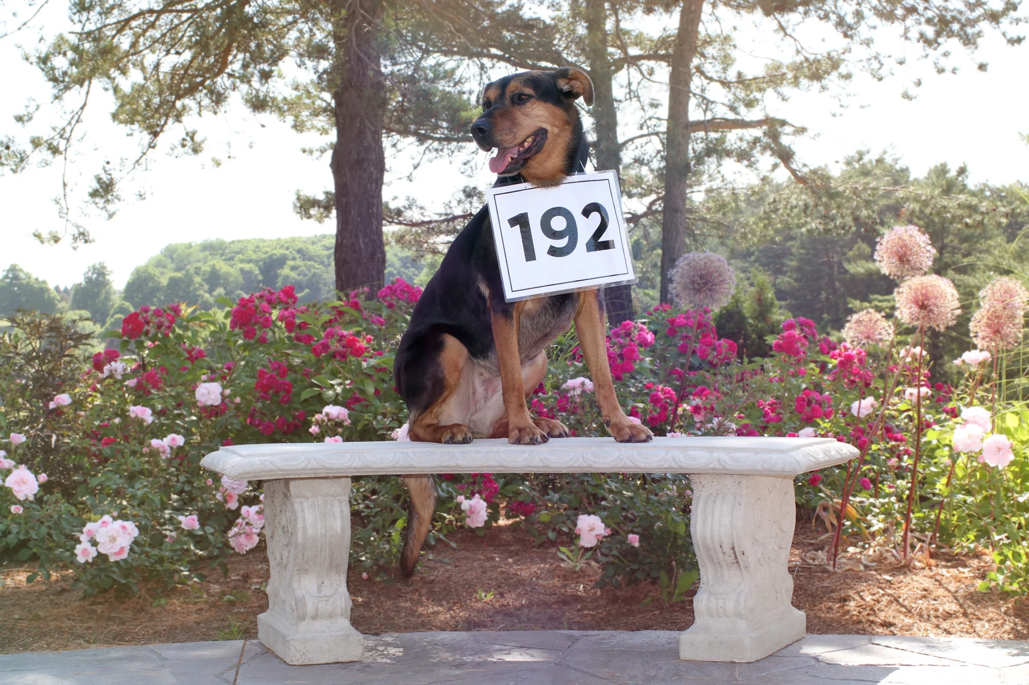 Mia - 192 days waiting.