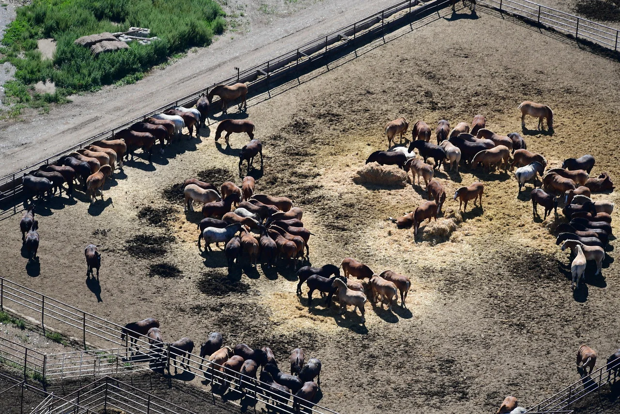Horses at the Bouvry Export feedlot in Fort Macleod, Alberta held solely for meat. Thousands are shipped every year live to Japan for slaughter. Credit: https://www.vice.com/en_ca/article/zmegw4/tracking-canadas-horse-slaughtering-trade-from-alberta-to-japan