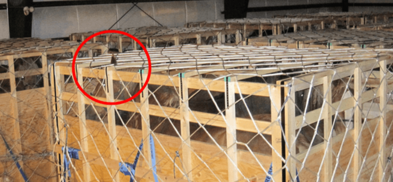 Horses unable to stand in a natural position for 20+ hours . Head and ears hitting top of wooden transport crate. Credit: https://defendhorsescanada.org/a-consolidated-review-of-the-live-draft-horse-shipments-from-canada-to-japan
