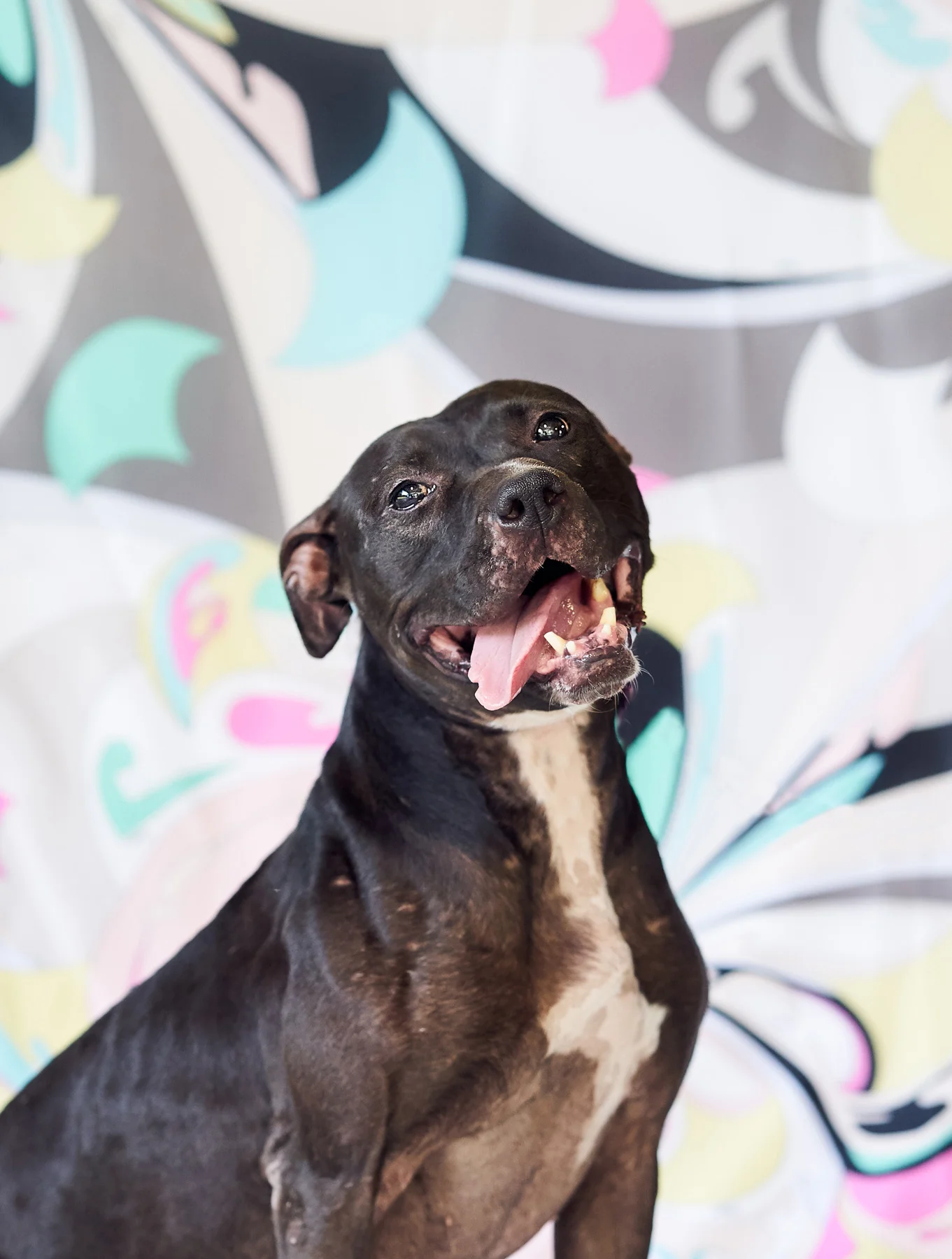 FancyBackdropDoggos_010.jpg