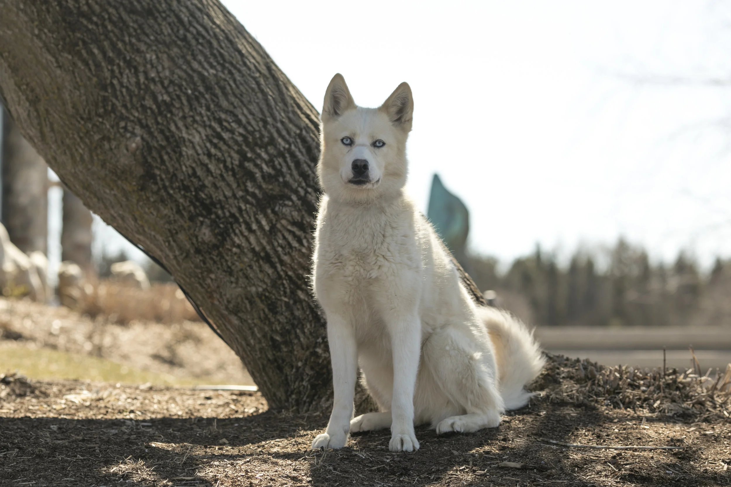 Bella01.jpg