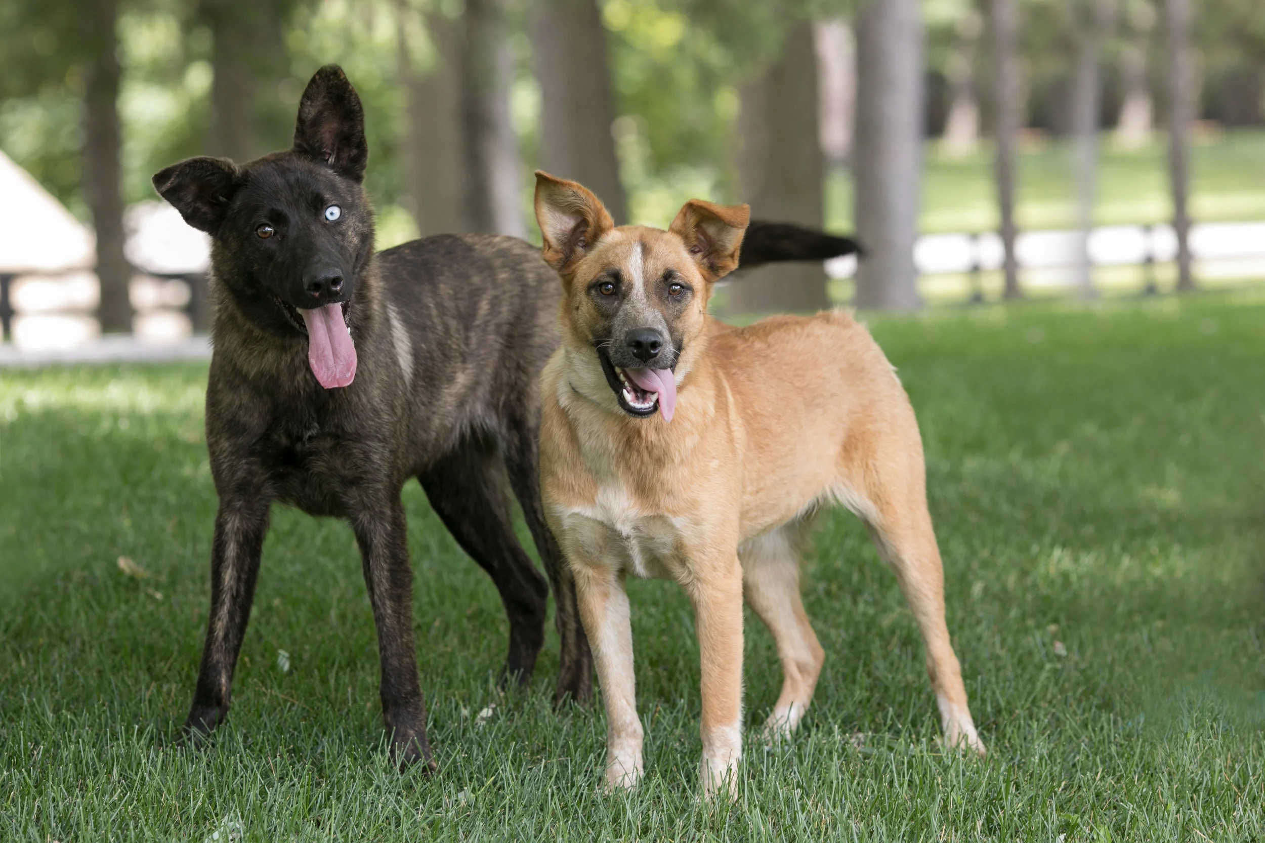 Bonded Pair.jpg