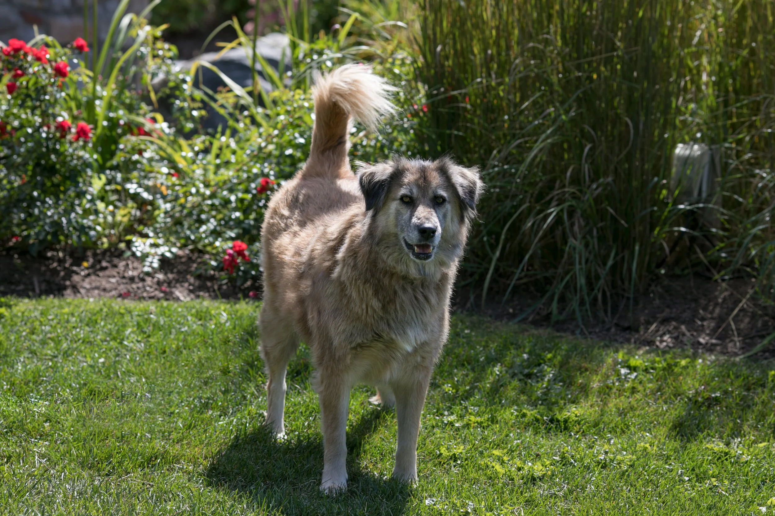 Sophie01.jpg