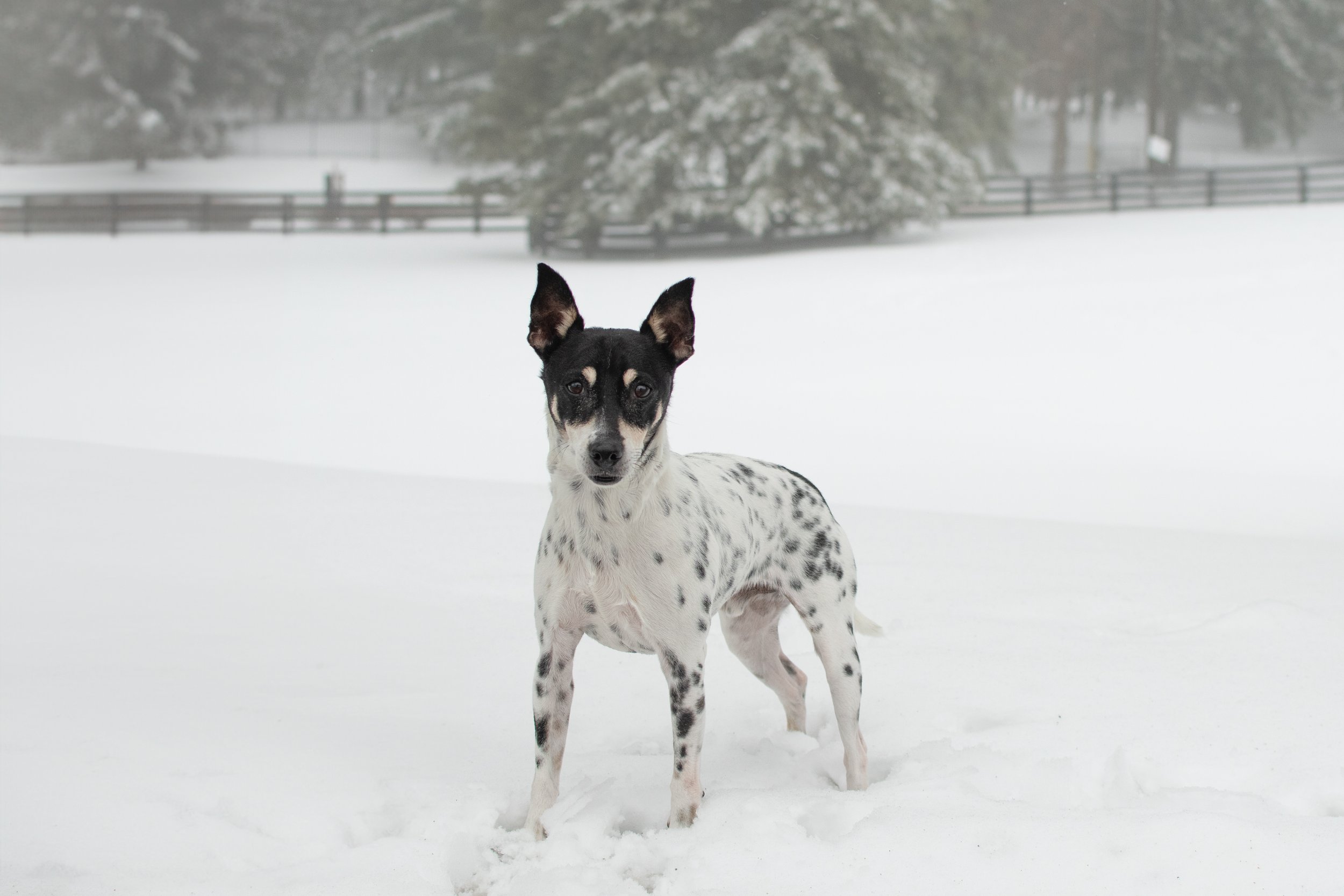 Rags — Dog Tales Rescue and Sanctuary
