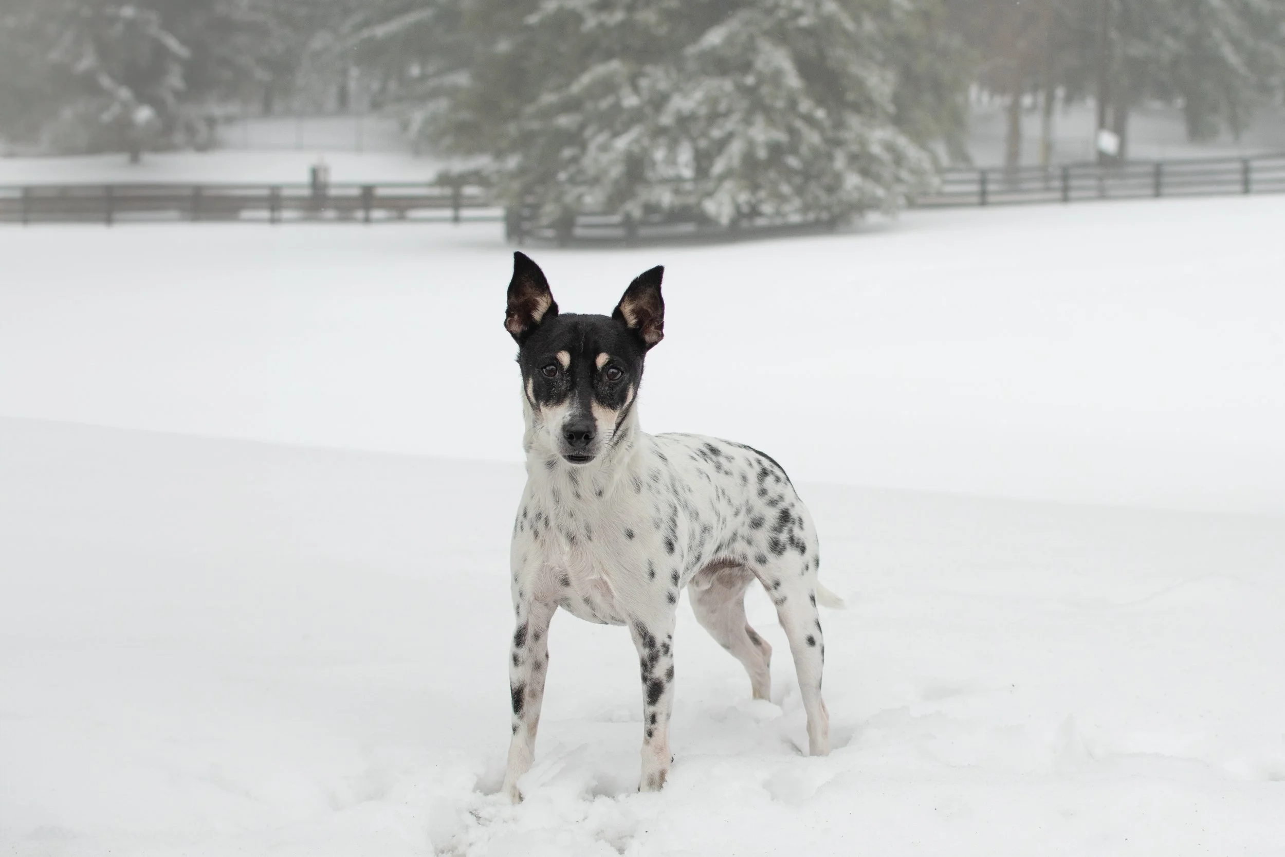 Rags — Dog Tales Rescue and Sanctuary