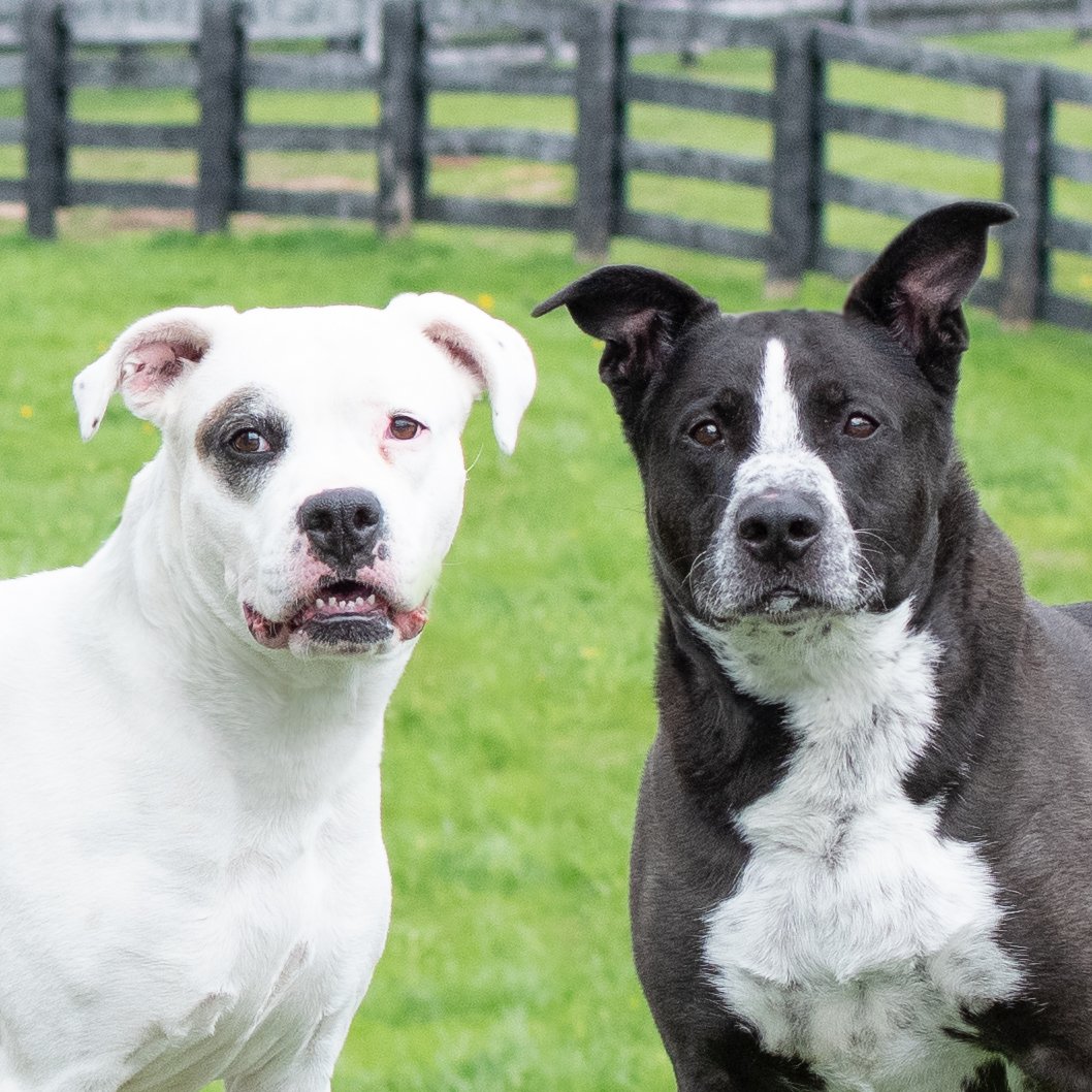 Shelby &amp; Fossa