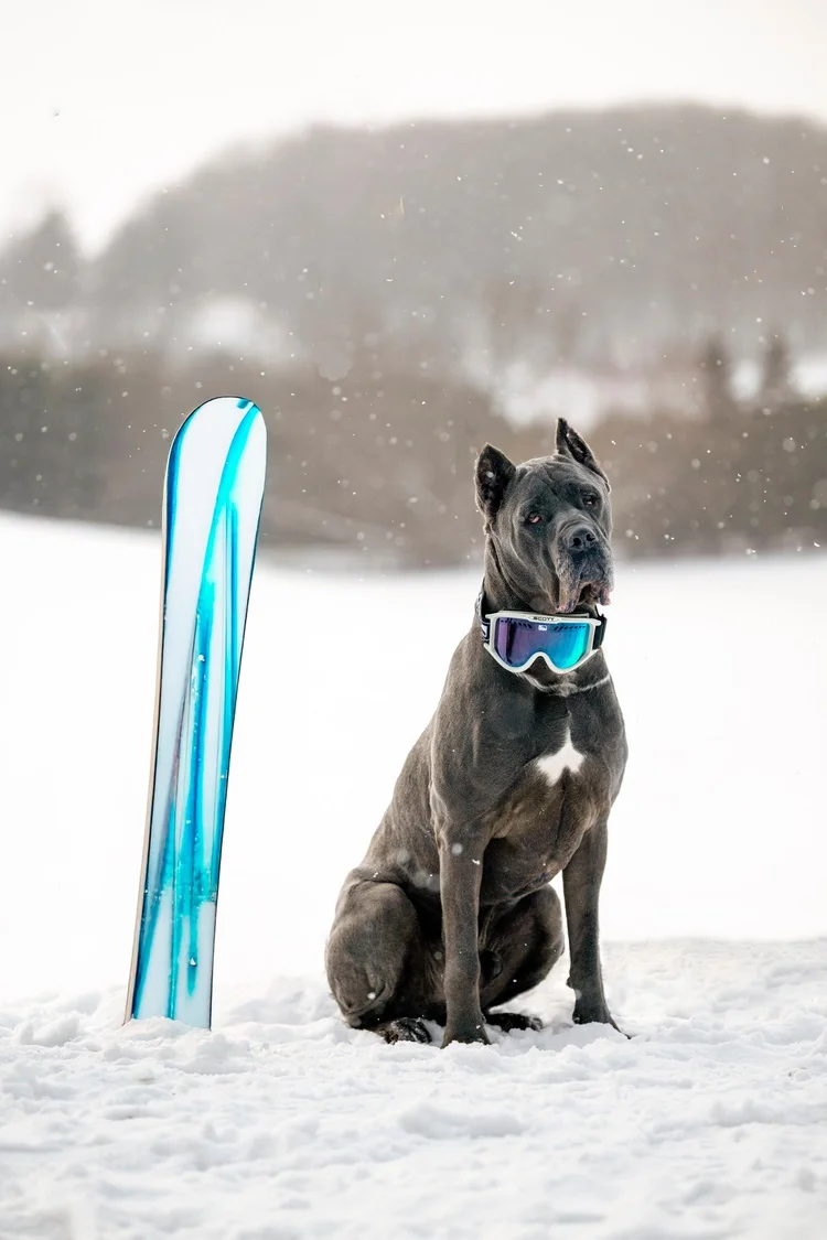 Riley Romeo Magoo — Dog Tales Rescue and Sanctuary
