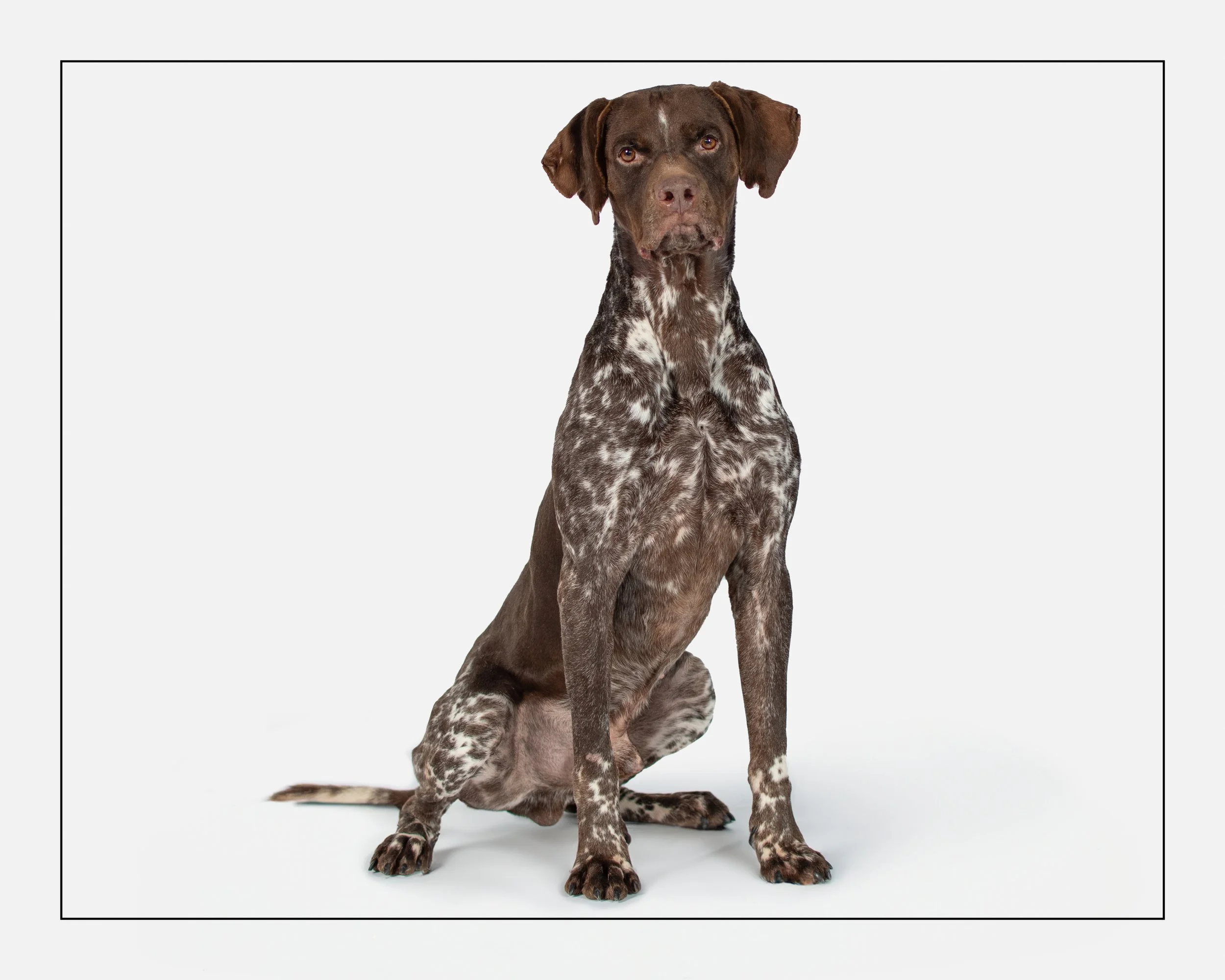 Riley Romeo Brown — Dog Tales Rescue and Sanctuary