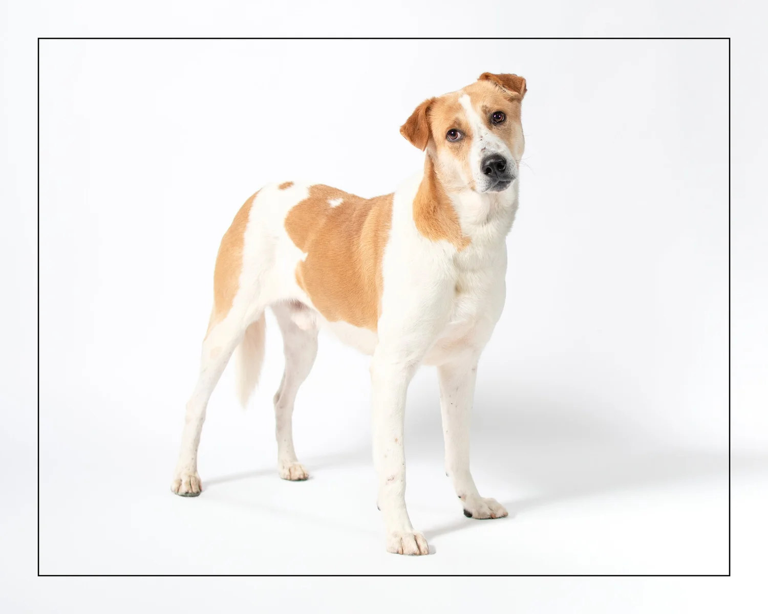 Jackie — Dog Tales Rescue and Sanctuary