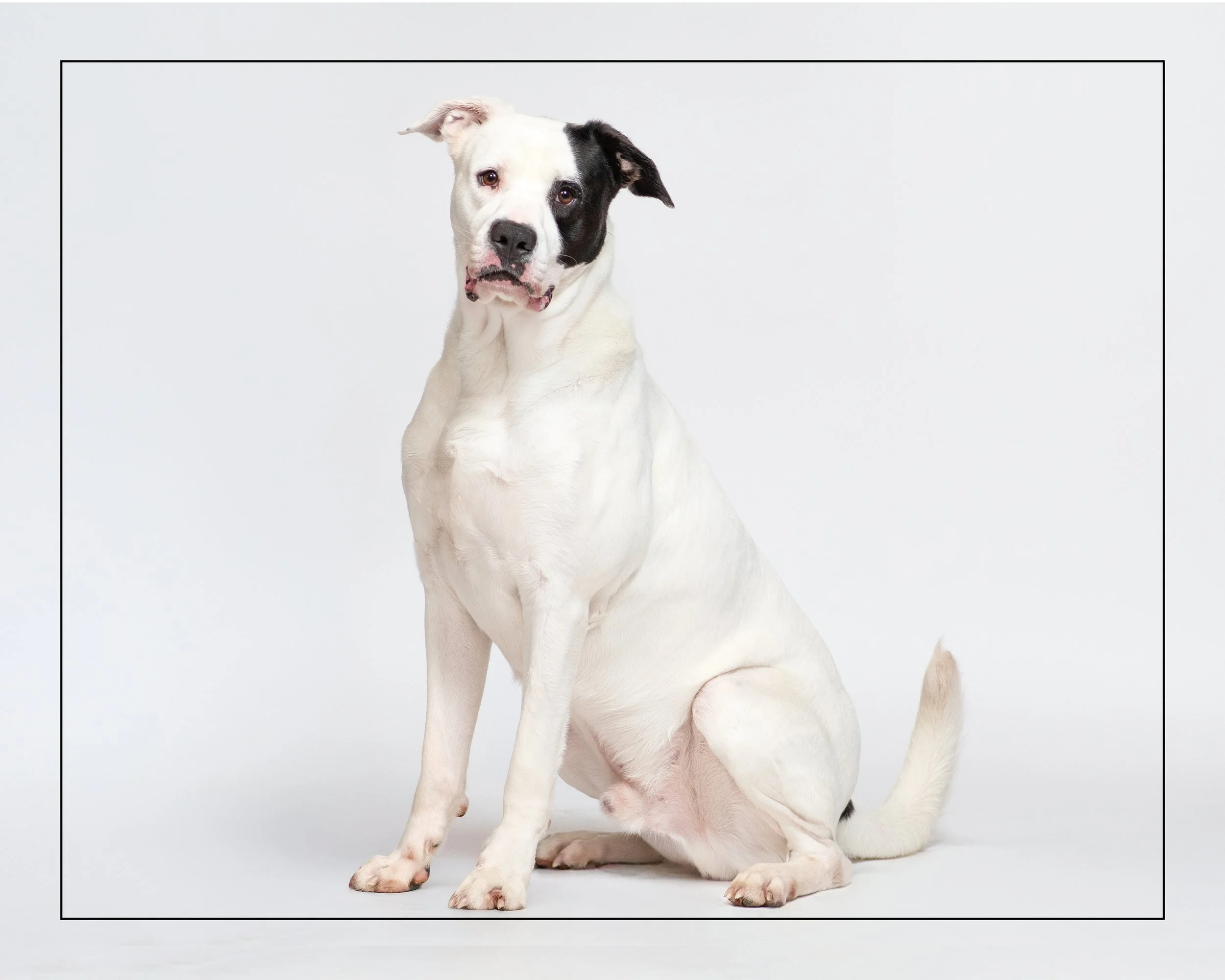 Rambo — Dog Tales Rescue and Sanctuary