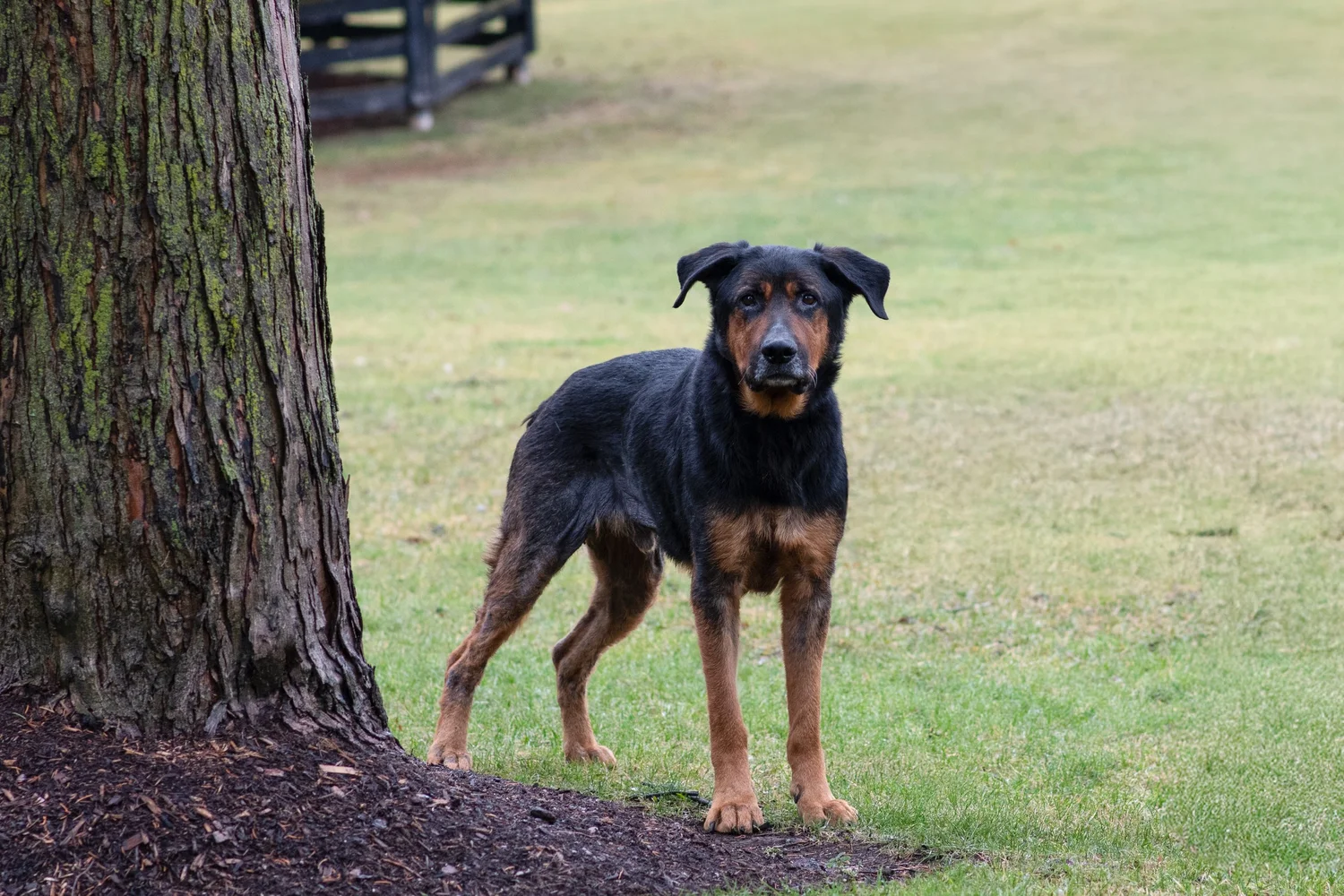 Raptor — Dog Tales Rescue and Sanctuary