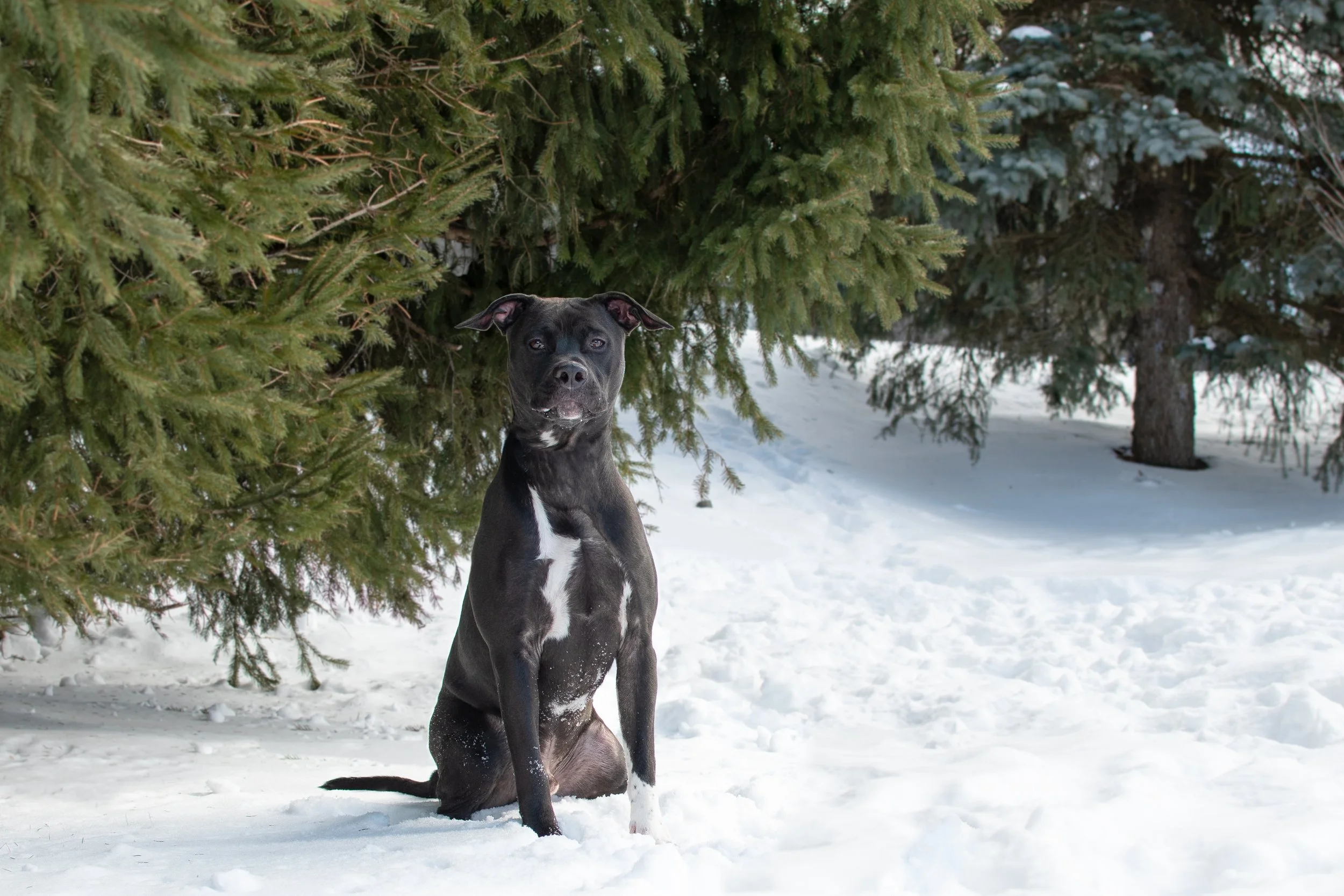 Bruno01-617.jpg