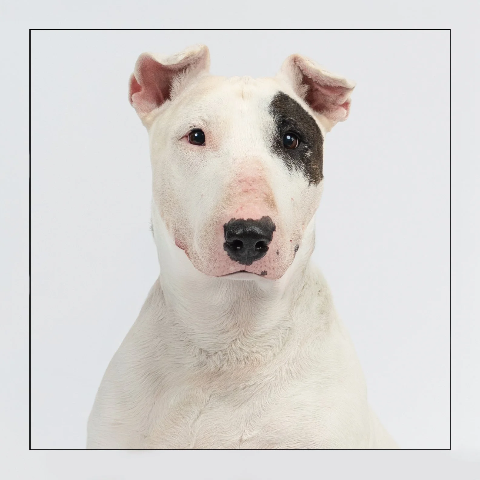Dottie