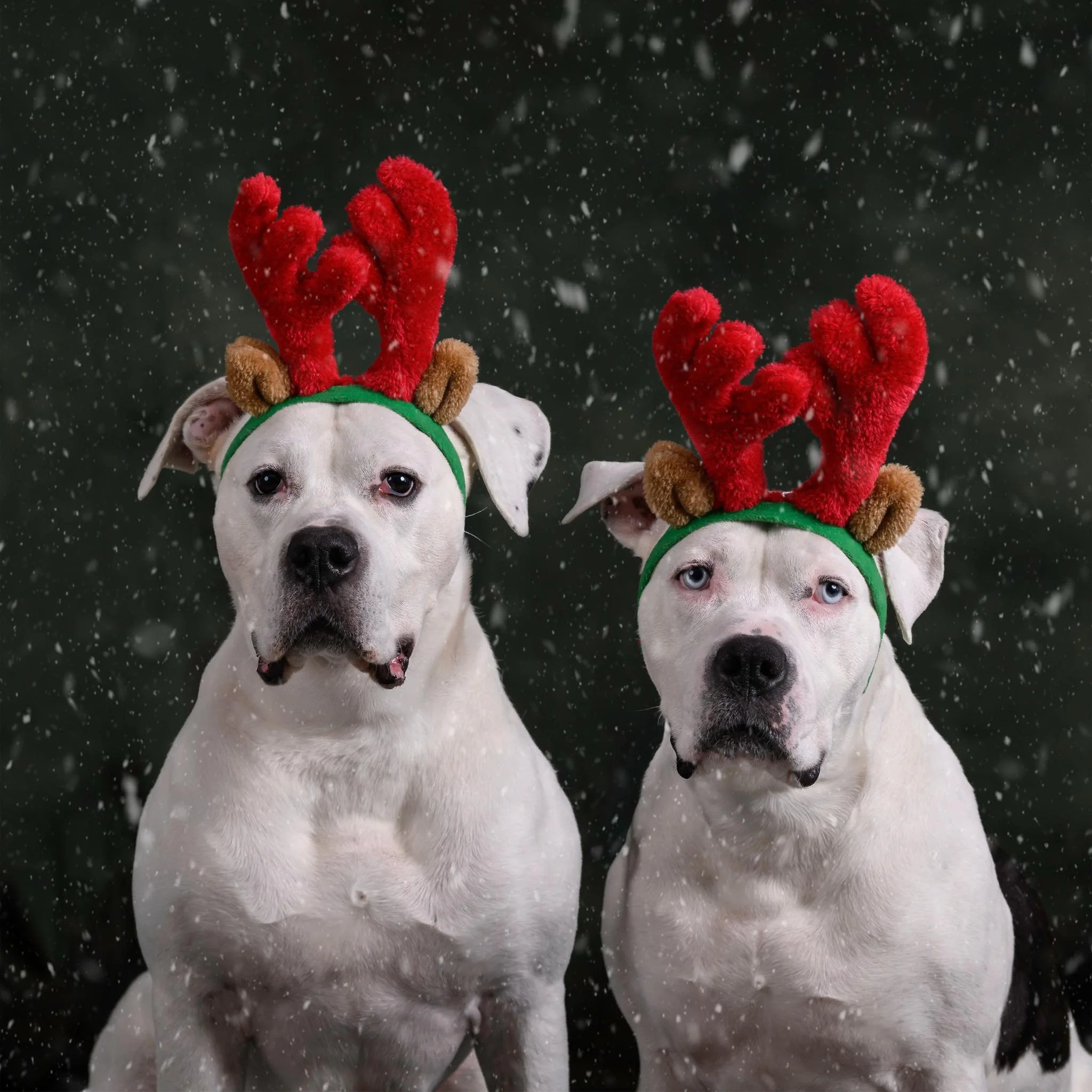 Rosie773 & Gunner774-04.jpg