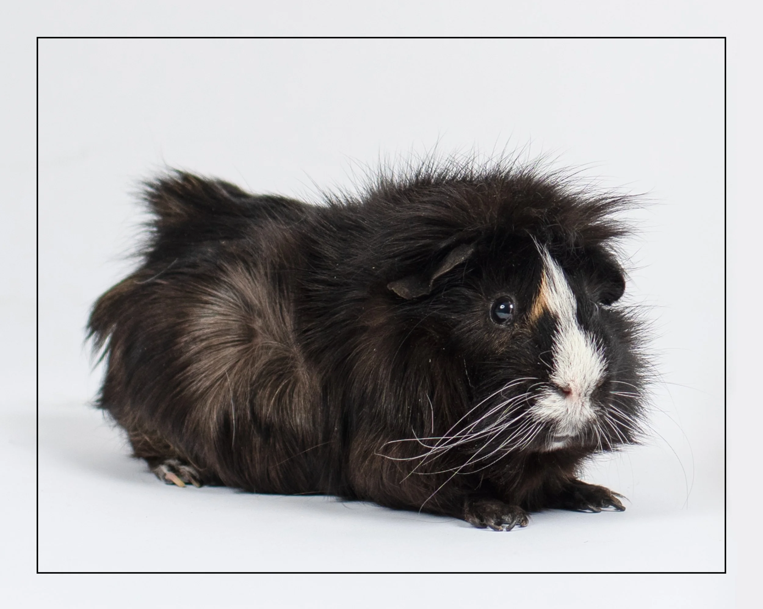 Black Hamster Landscape.jpg