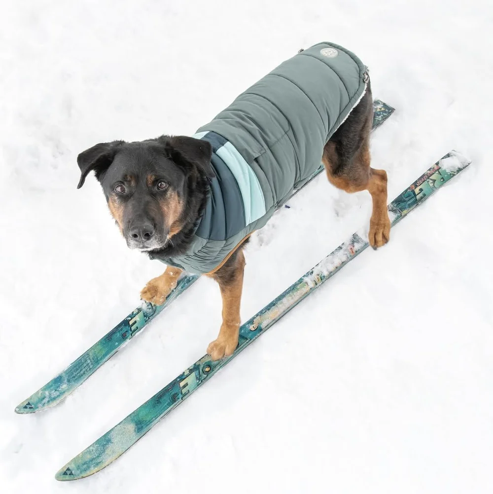 Raptor — Dog Tales Rescue and Sanctuary
