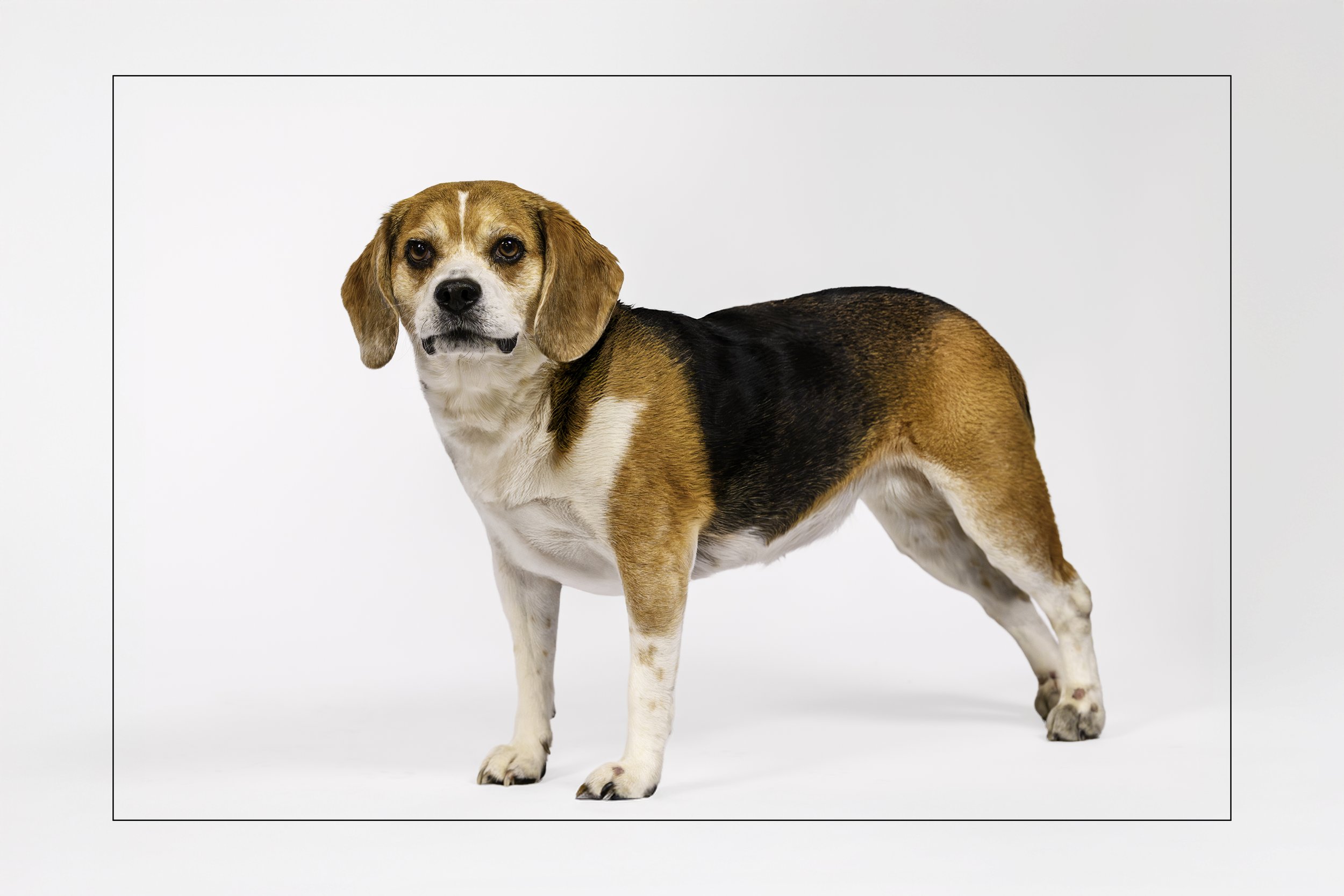 Riley Romeo Sacha — Dog Tales Rescue and Sanctuary