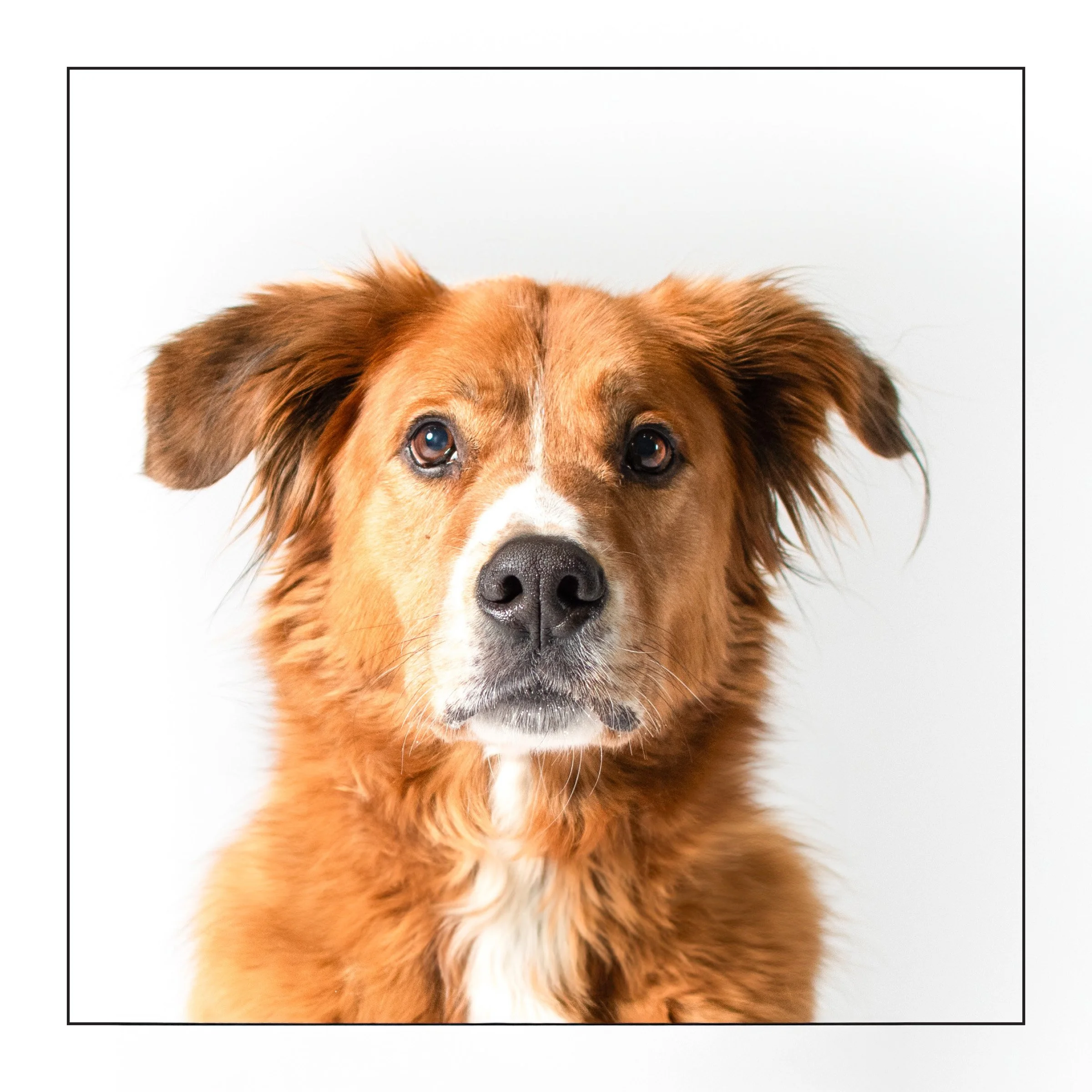 Cooper (I'm a sanctuary dog!)
