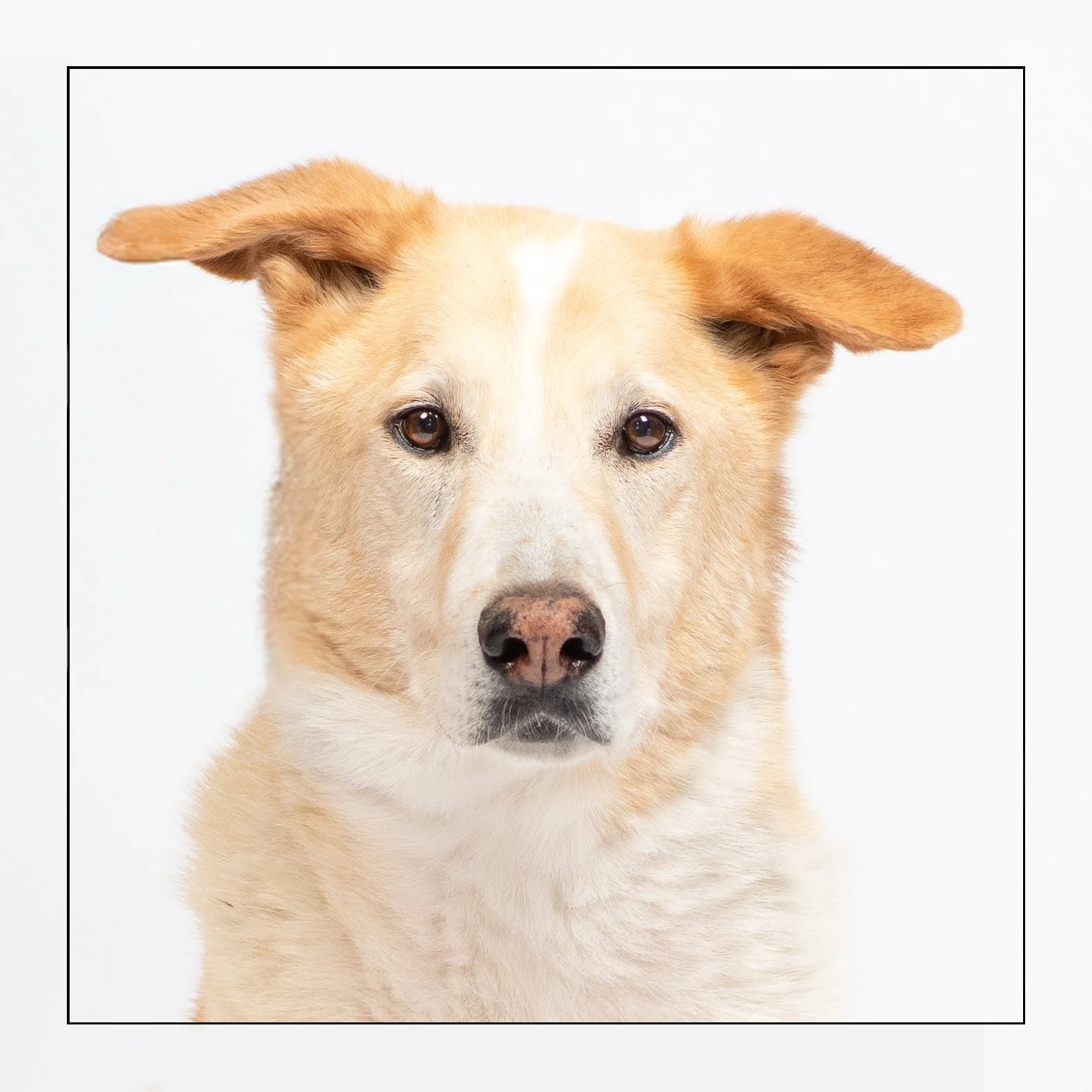 Dar (I'm a sanctuary dog!)