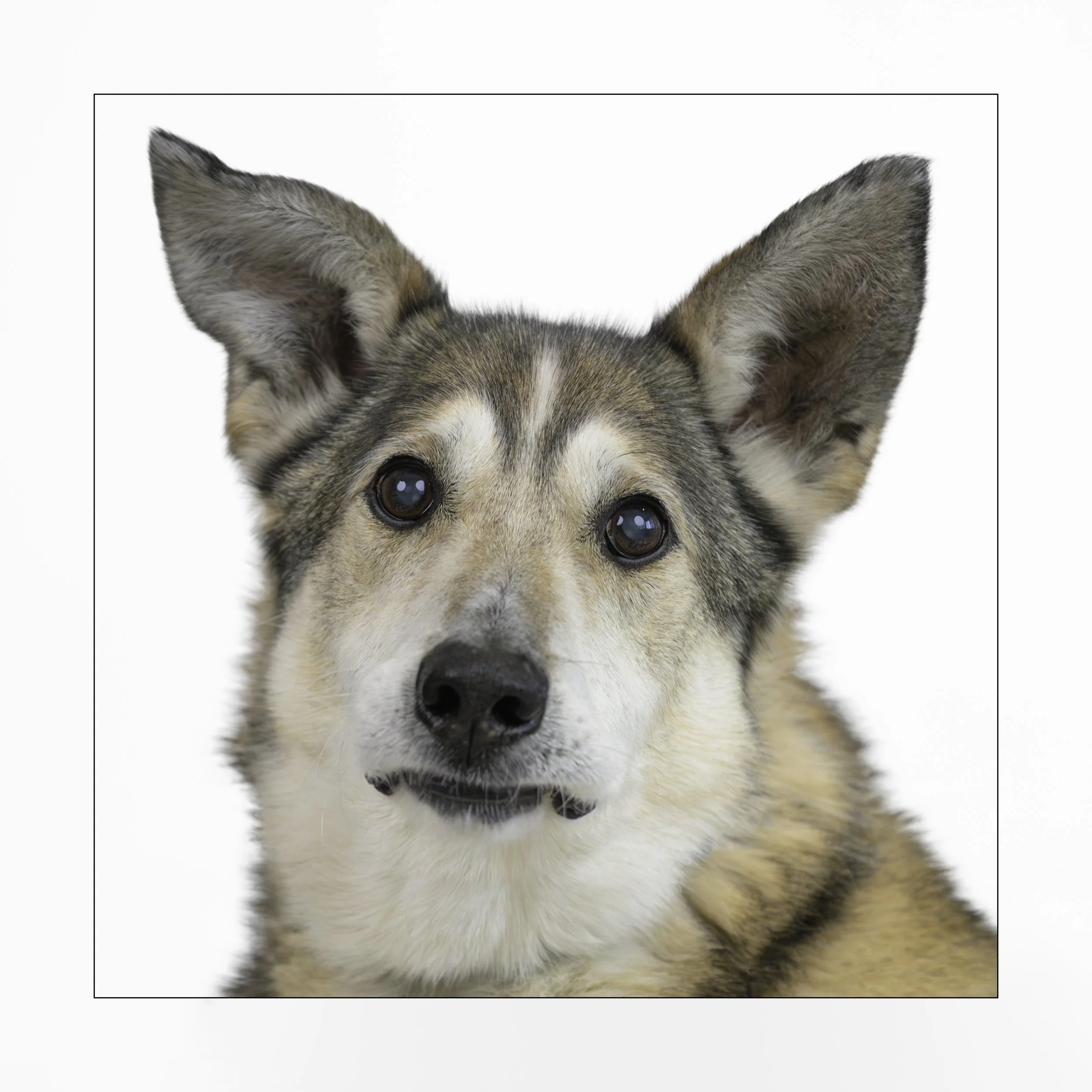 Monkey (I'm a sanctuary dog!)