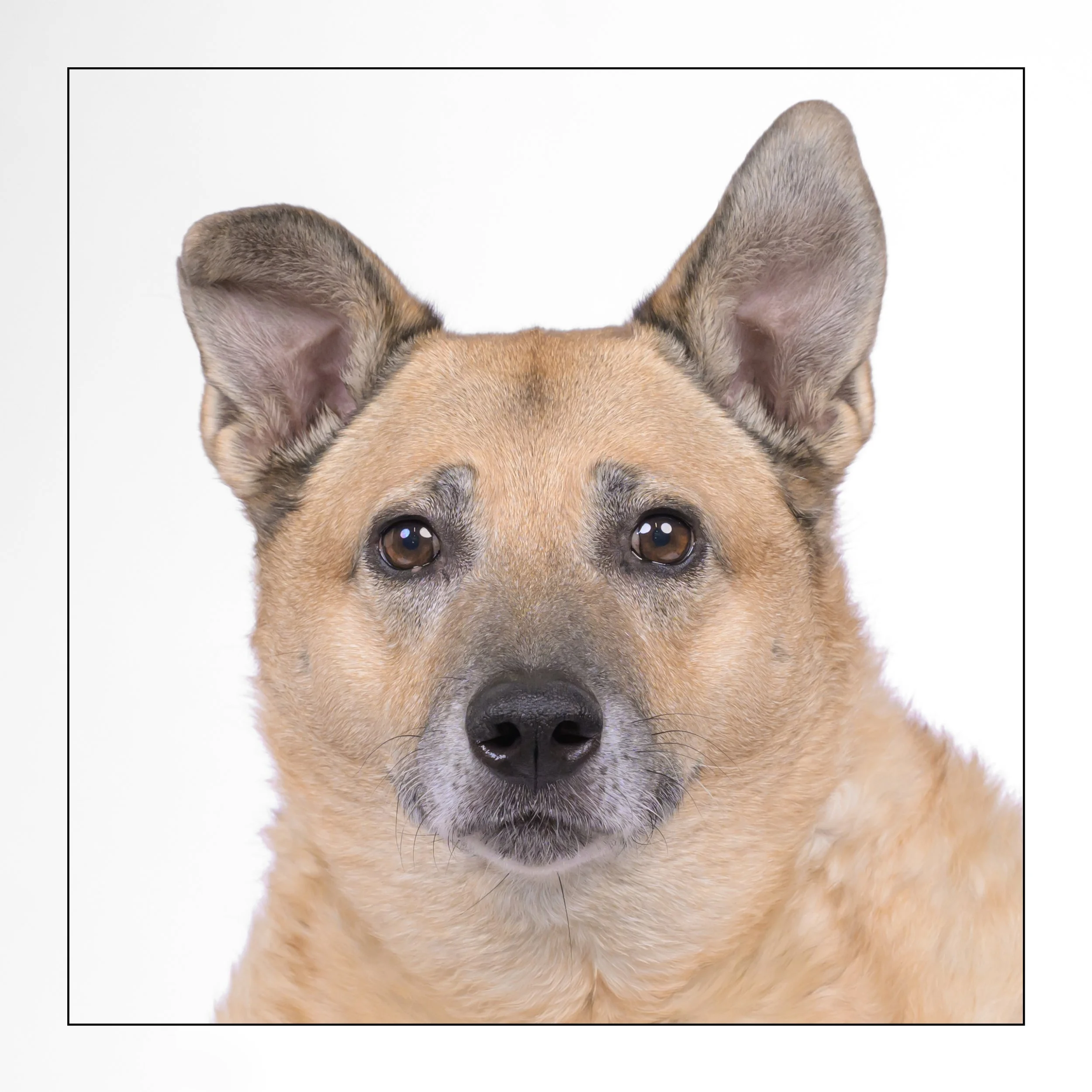 Sammy (Pending Adoption)