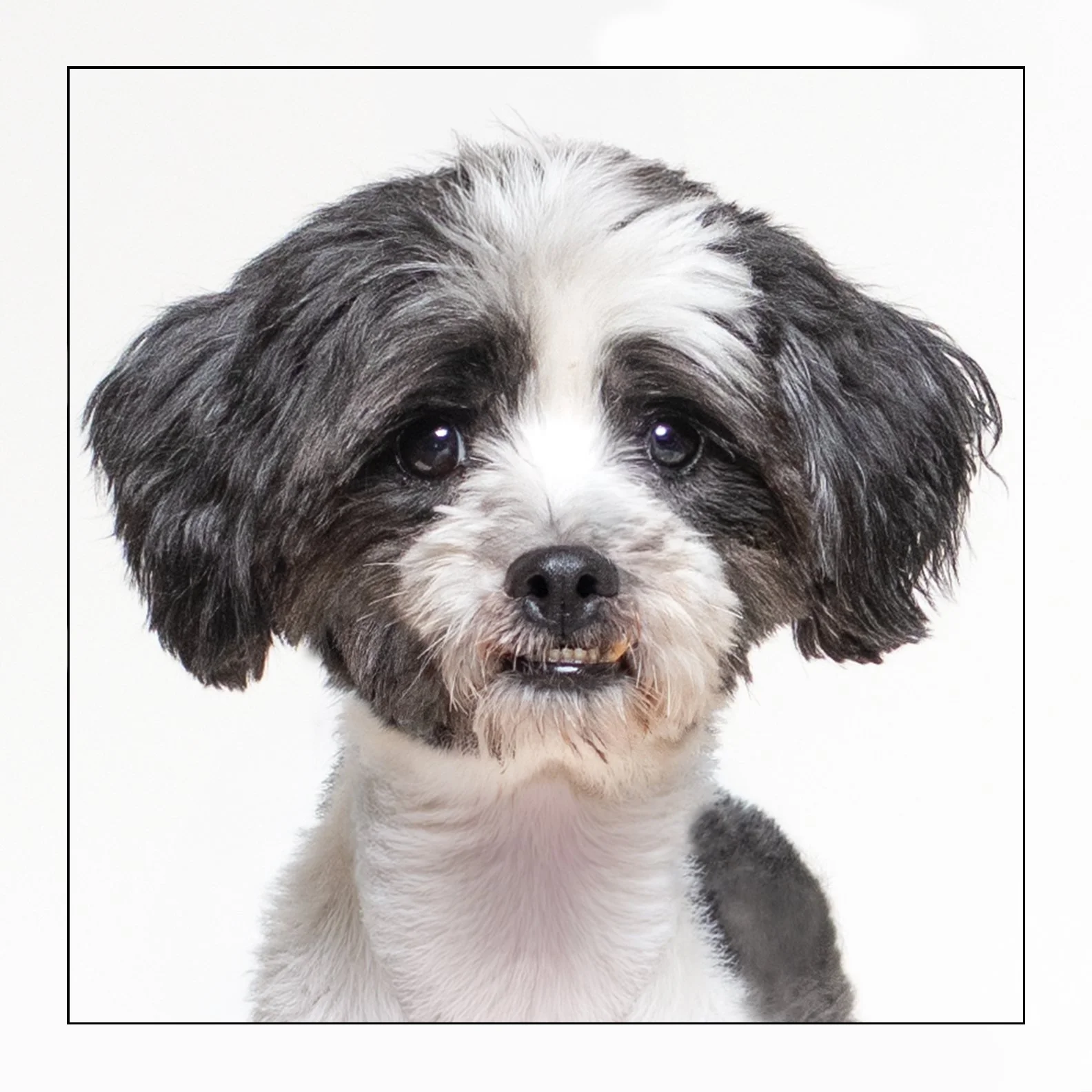 Dario (Pending Adoption)