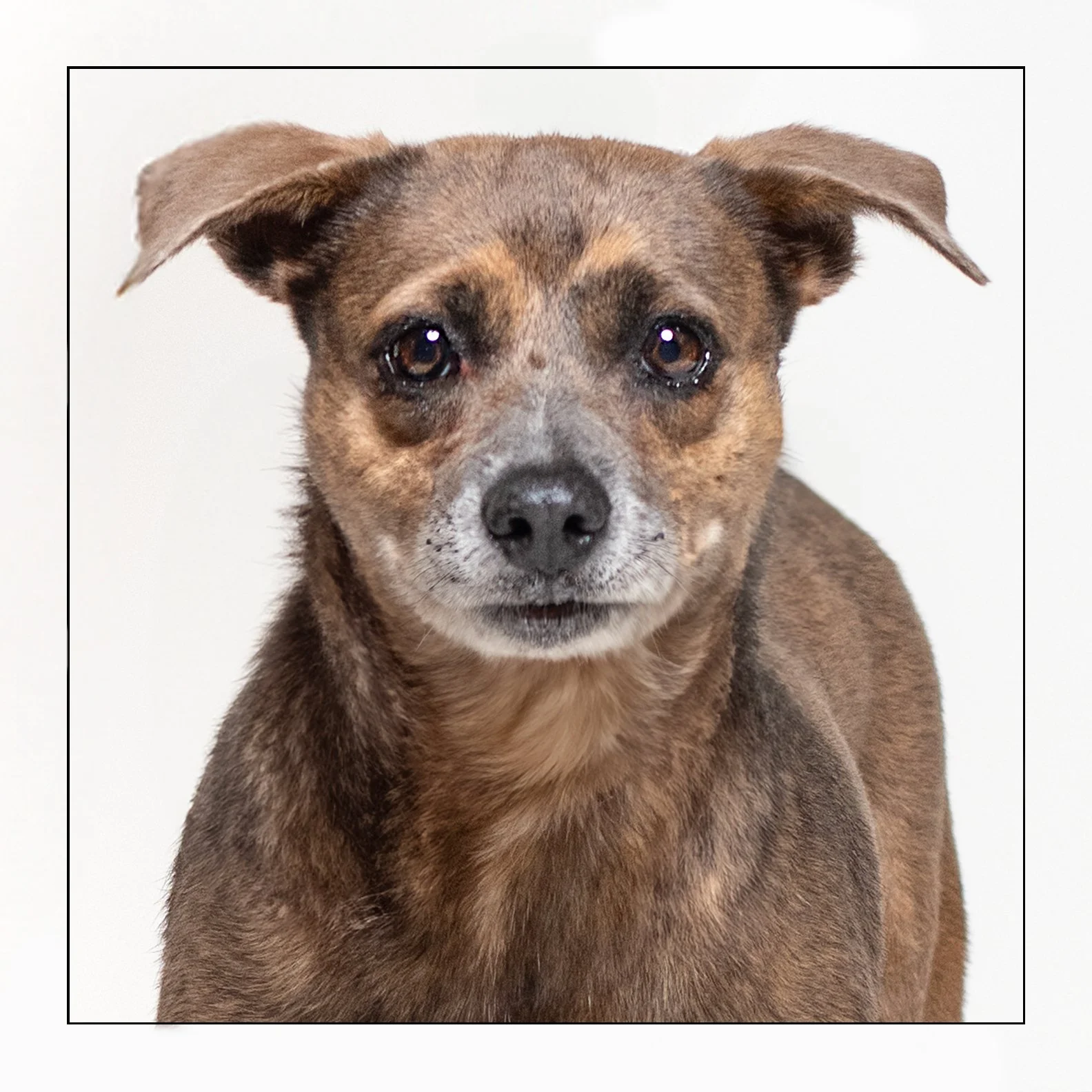 Ashlin (Pending Adoption)