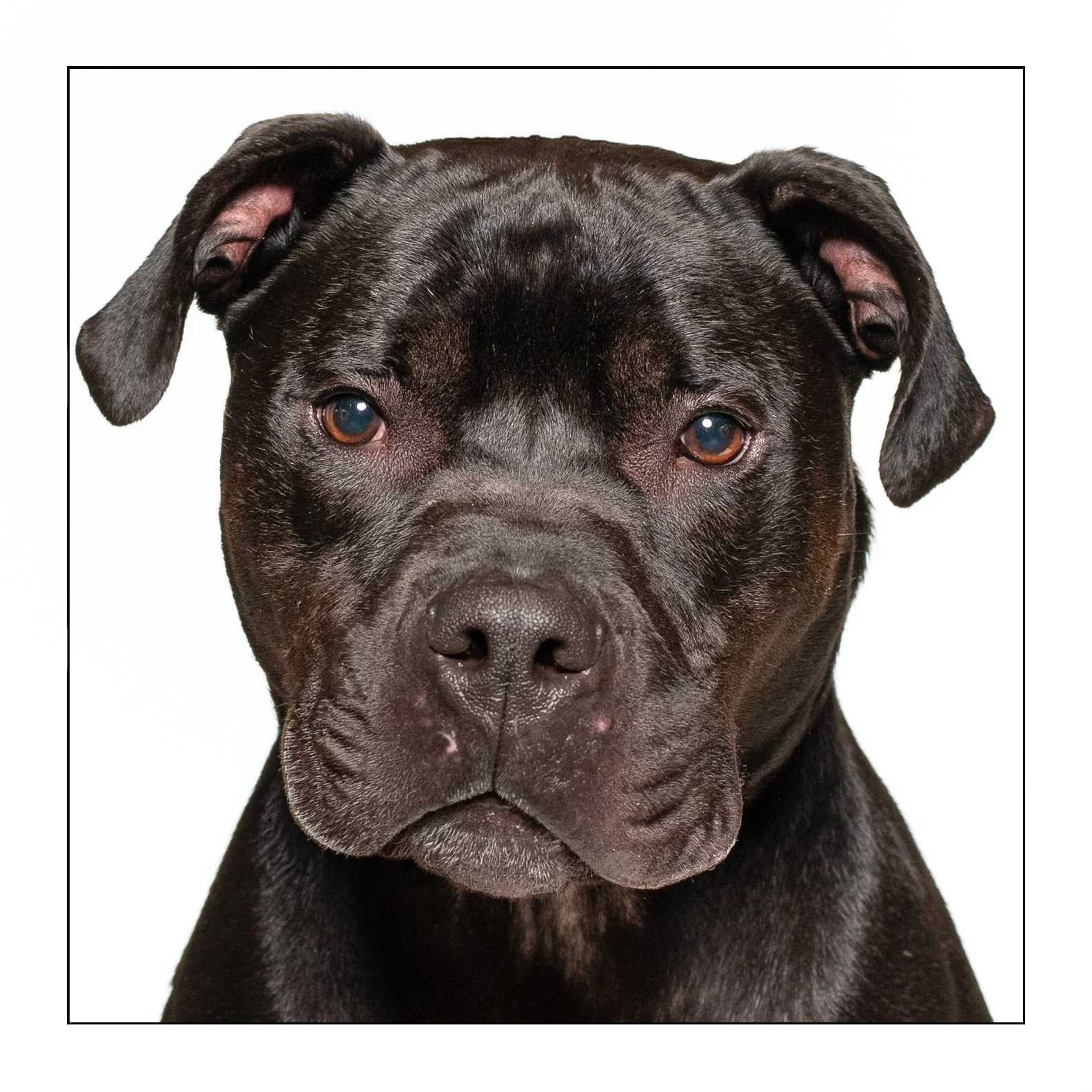 Royce