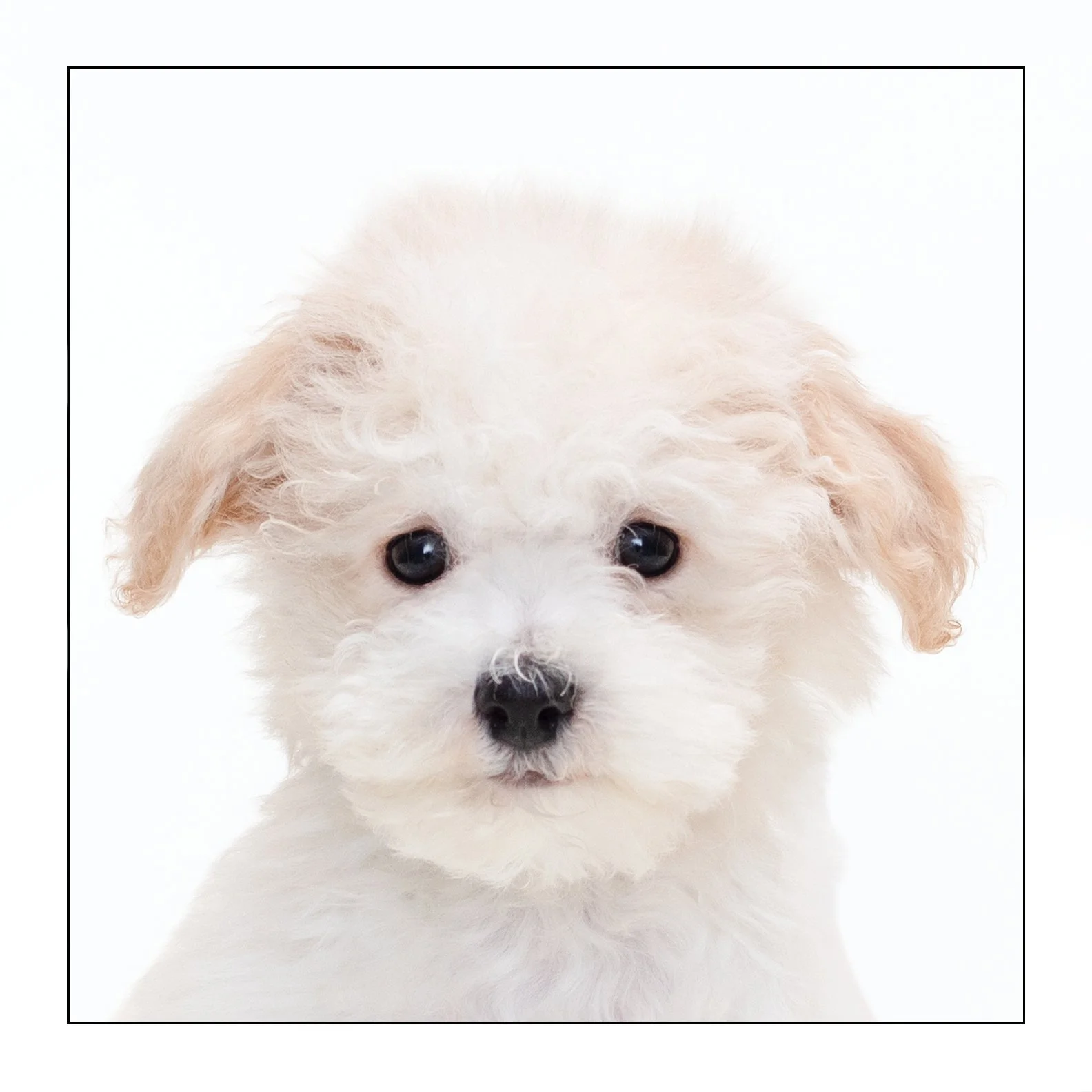 Mochi (Pending Adoption)