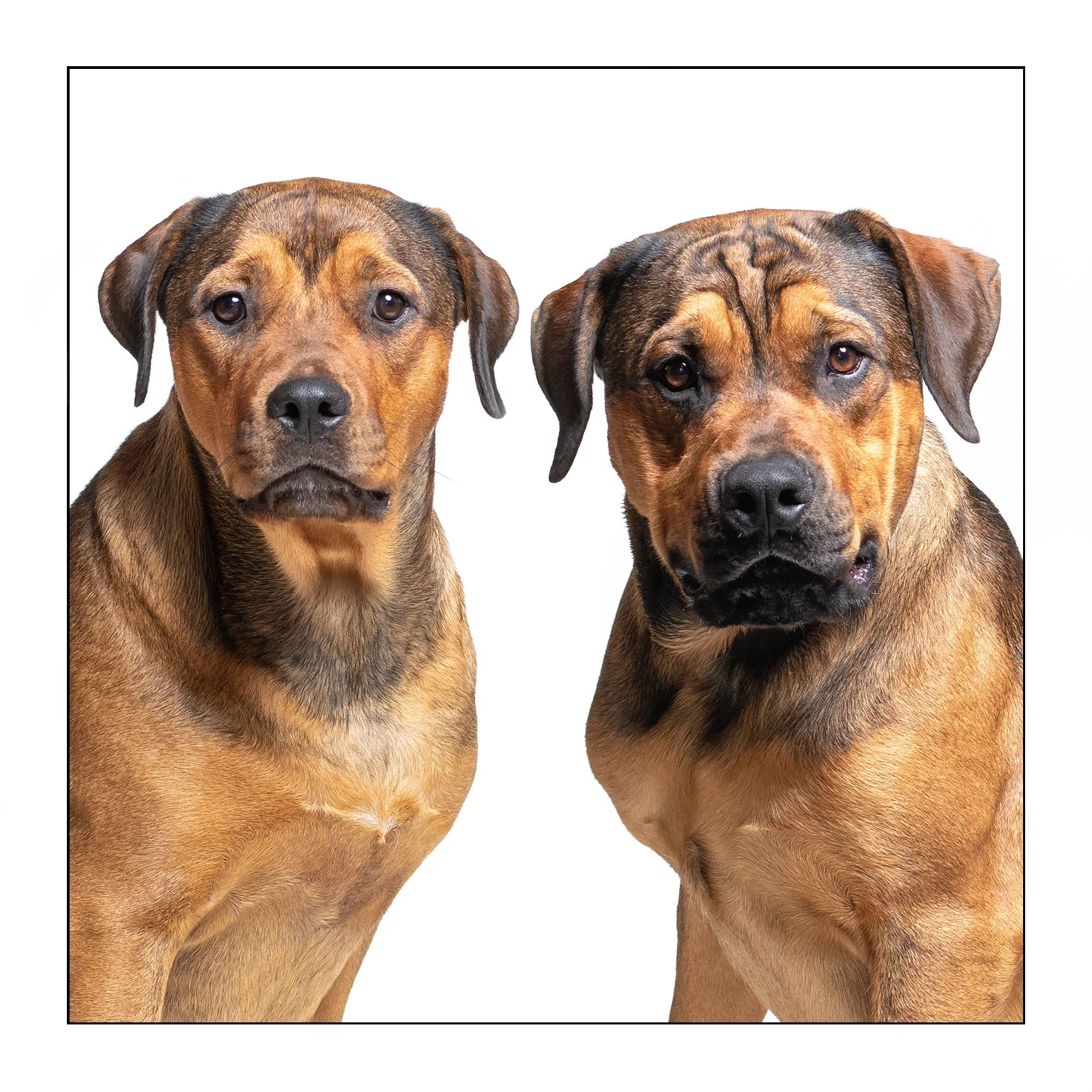 Ruby &amp; Zander