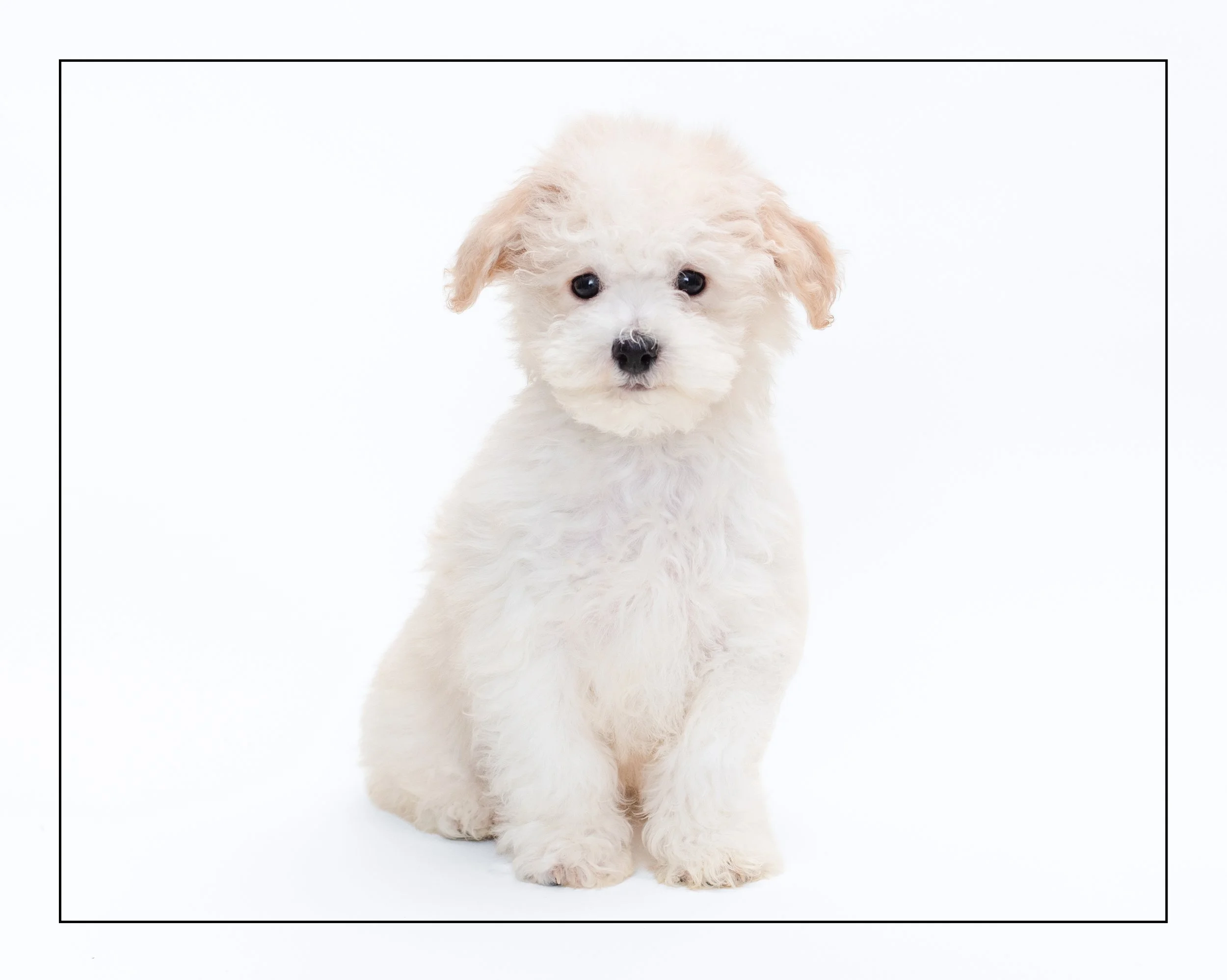 Mochi01-1047.jpg