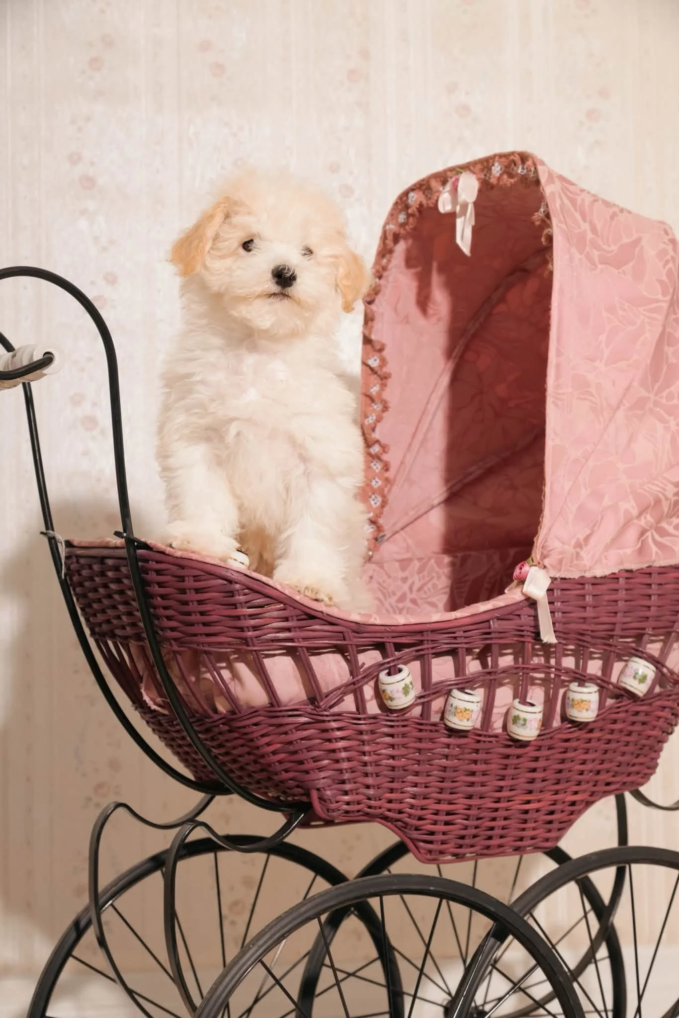Mochi01-1047.jpg