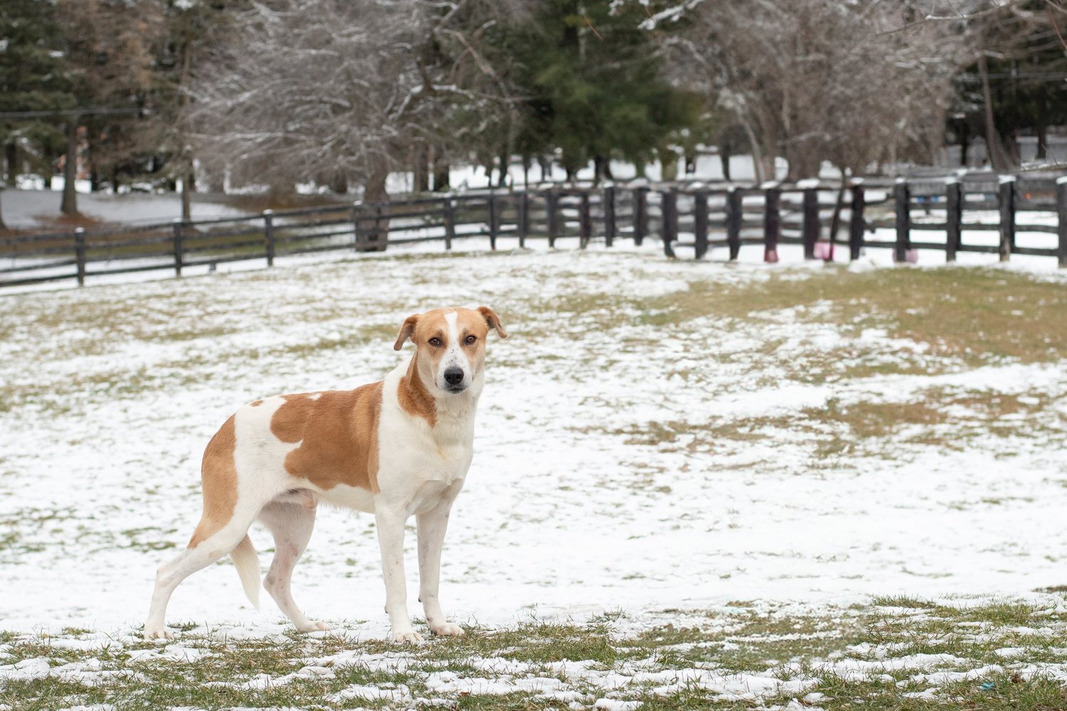 Jackie — Dog Tales Rescue and Sanctuary