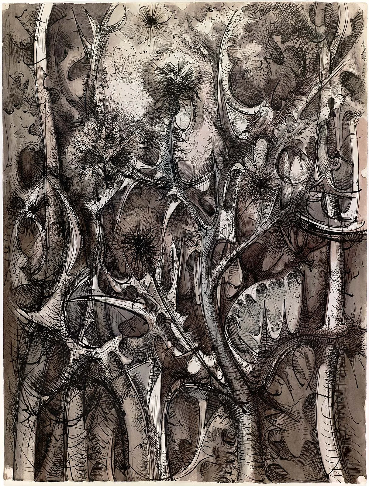 Thistle Study, 1955