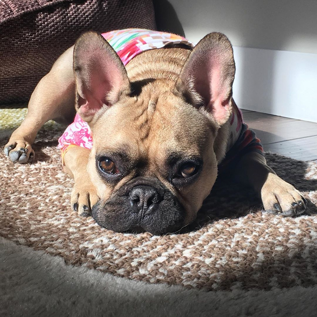 beau frenchie down.jpg