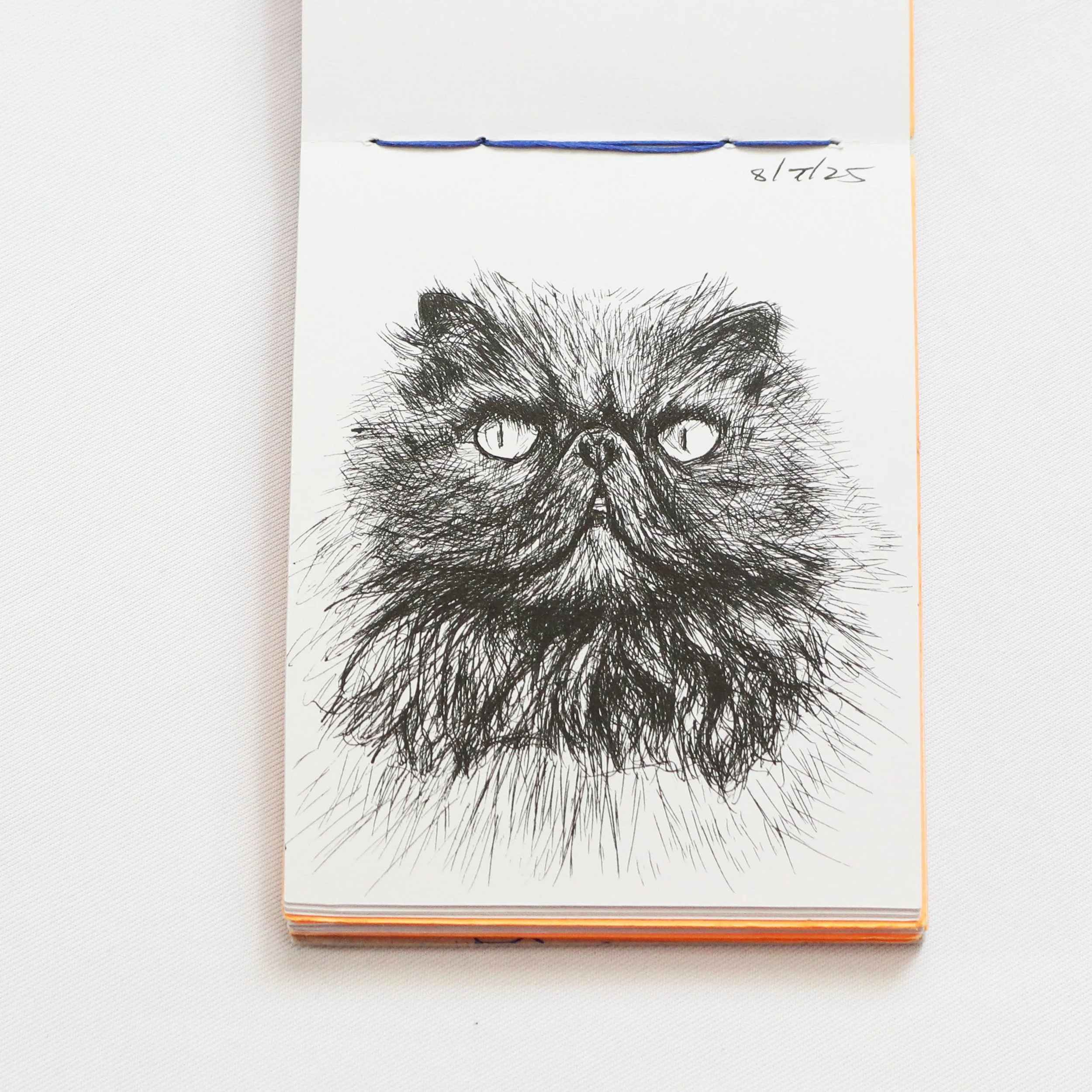 petey persian IMG_8193.jpg