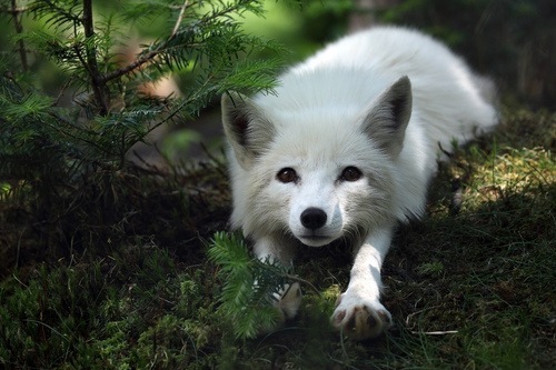 Dhaena's fox form