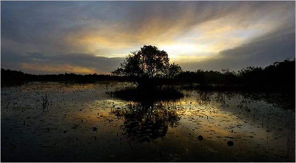 The Okfenokee Swamp, GA. where I spent much of my childhood years. Credit Stephen Morton for the NY times.