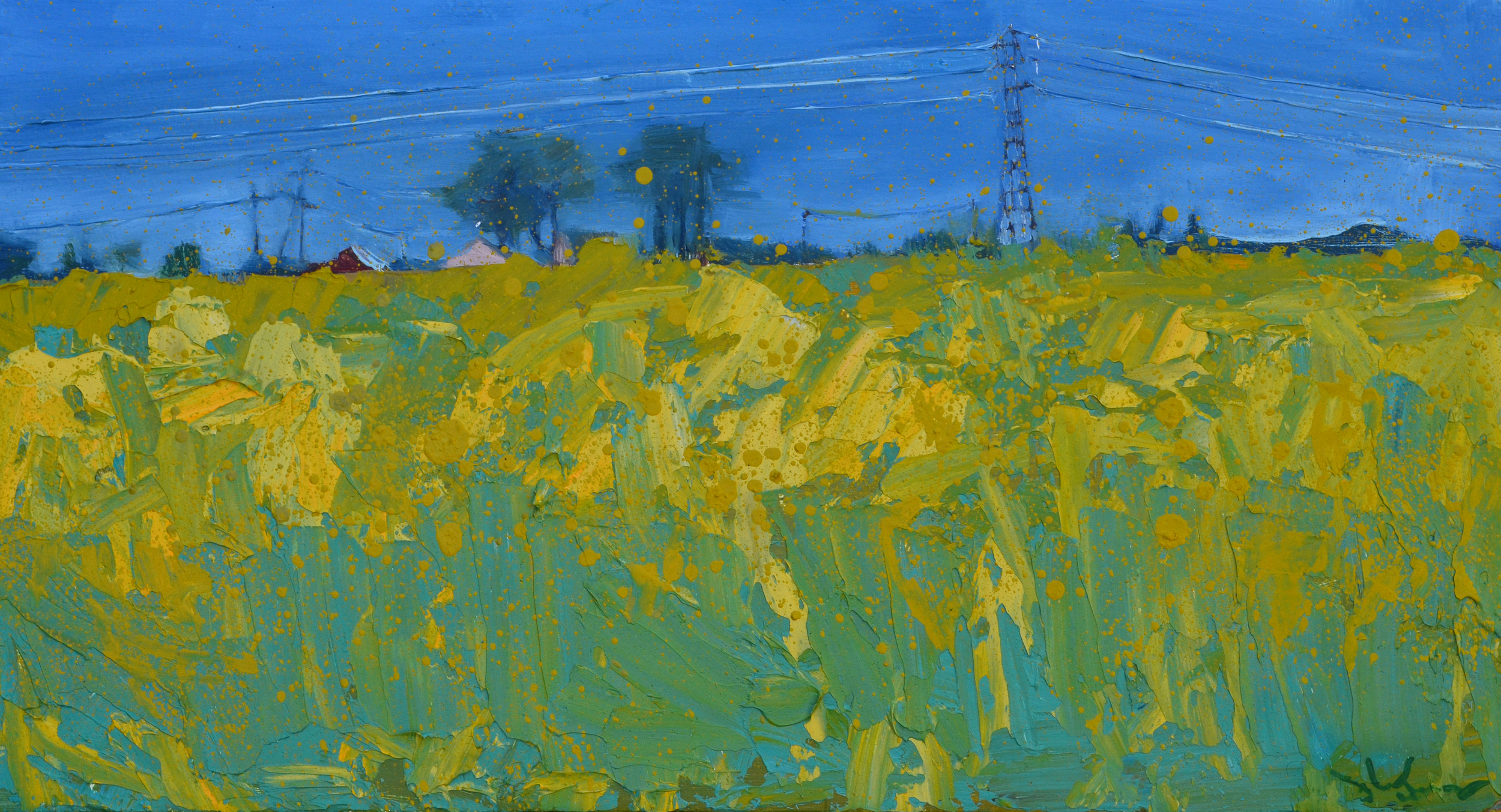 Canola Field