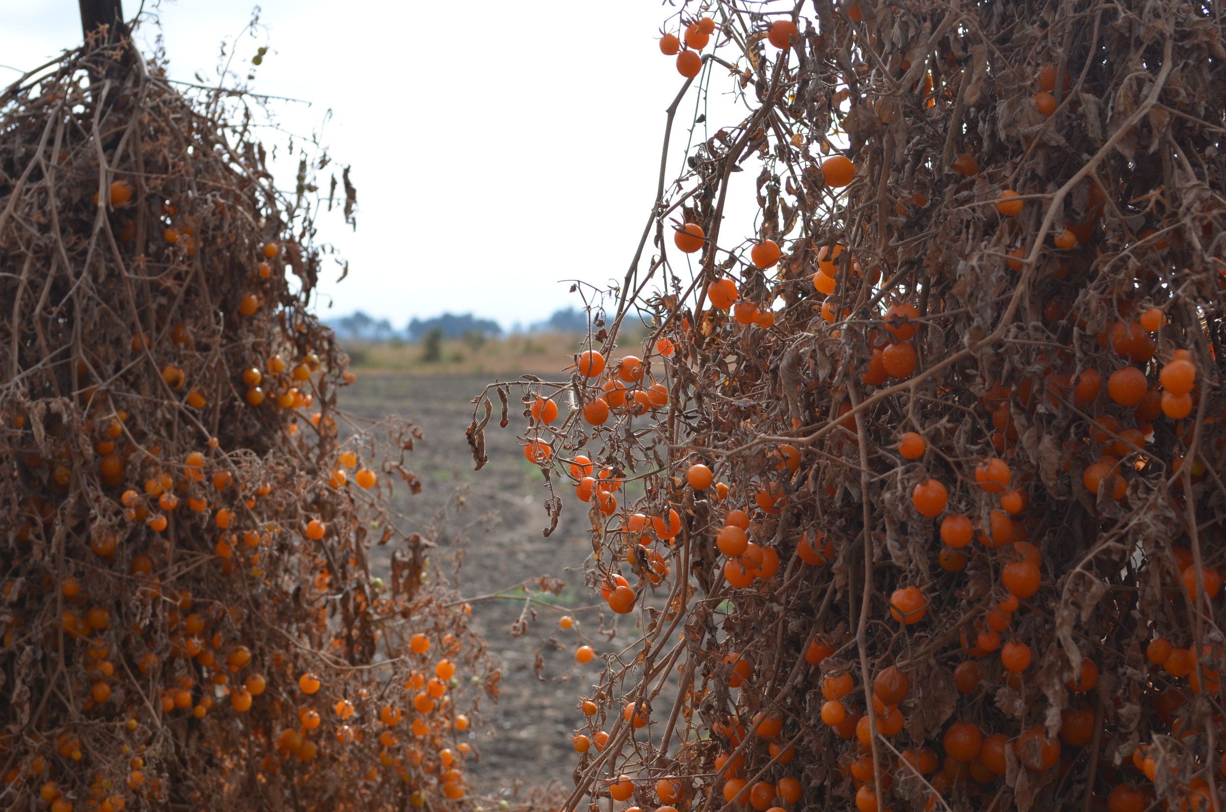 In my dream world I would offer foods as local as my paintings at this reception: like these sweet-gems that are literally drying on the vines just step south of the driveway to the farm I've been painting at again this week. How about these sun-kis…
