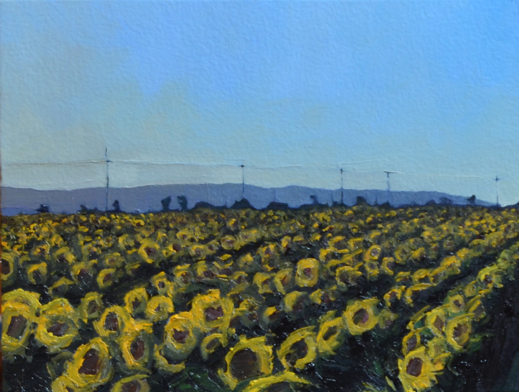 Sunflowers, Rows